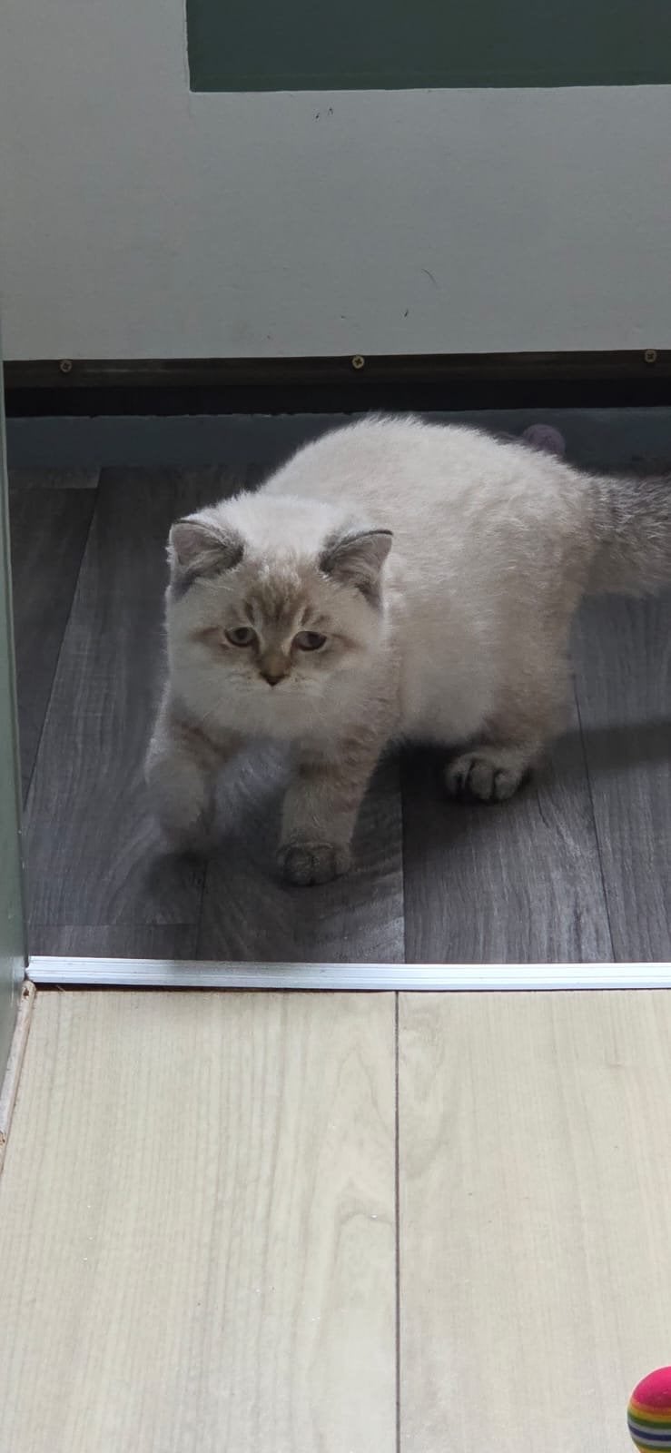 100 % Britse korthaar kittens, Poes, Gechipt, 0 tot 2 jaar