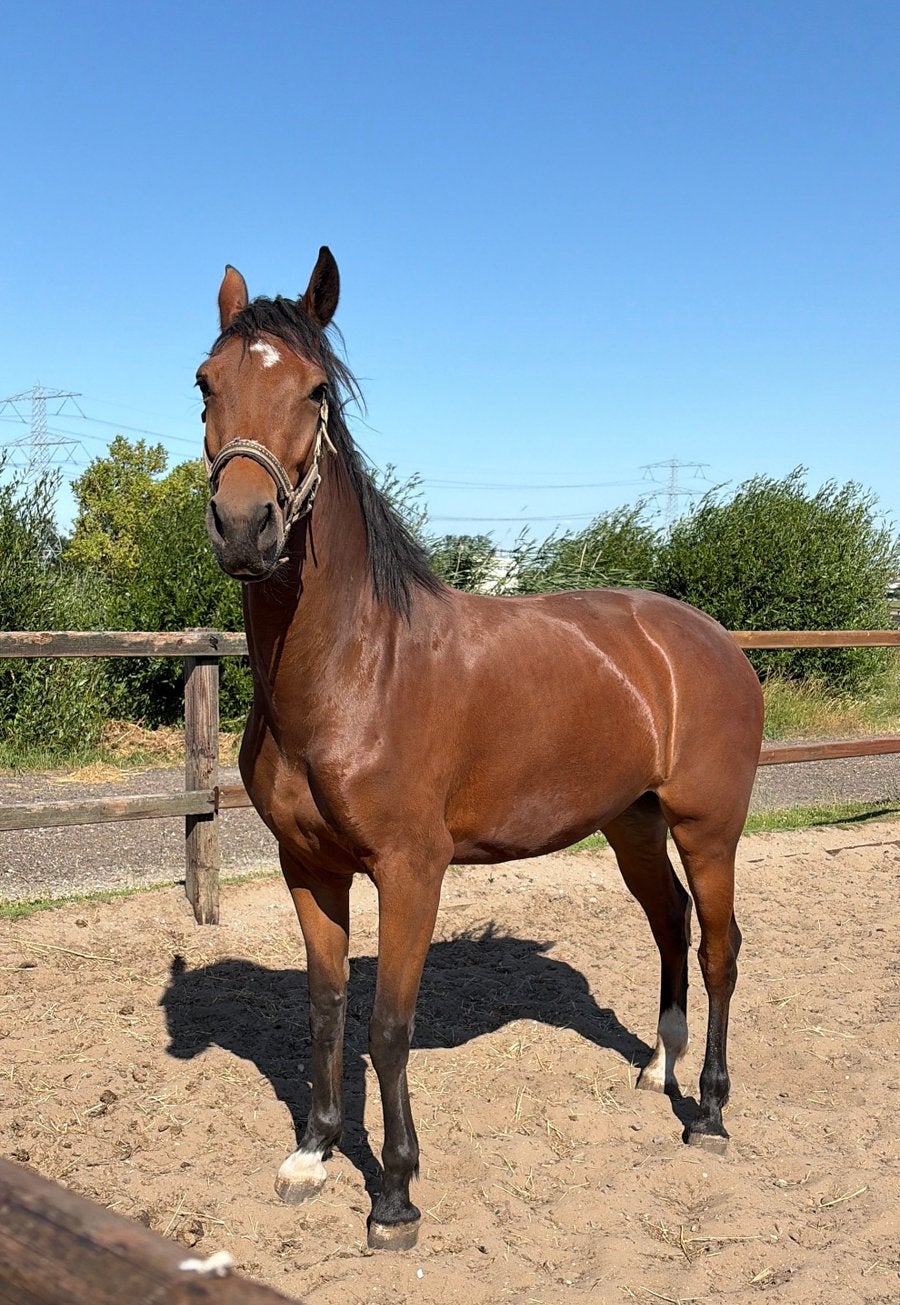 merrie 4 jaar, Dieren en Toebehoren, Paarden, Merrie, 160 tot 165 cm, 3 tot 6 jaar, Dressuurpaard