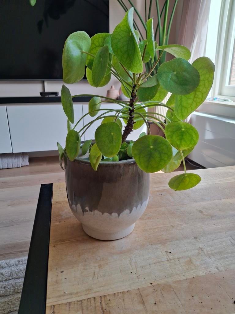 Pannenkoekenplant, Huis en Inrichting, Kamerplanten, Ophalen, Halfschaduw, Minder dan 100 cm