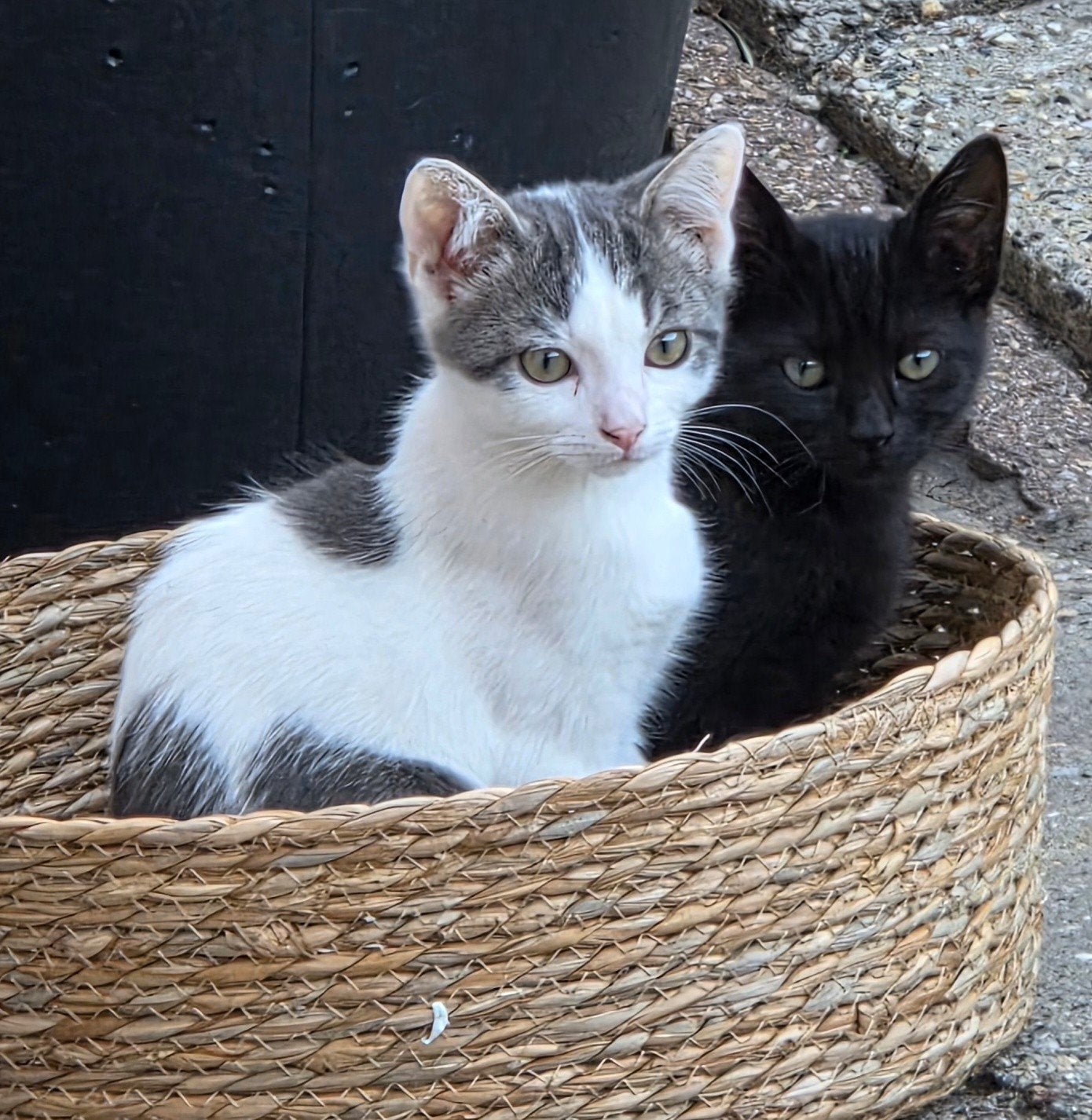 1 kitten  beschikbaar mag direct mee, Dieren en Toebehoren, Katten en Kittens | Overige Katten, Meerdere dieren, Kortharig, 0 tot 2 jaar