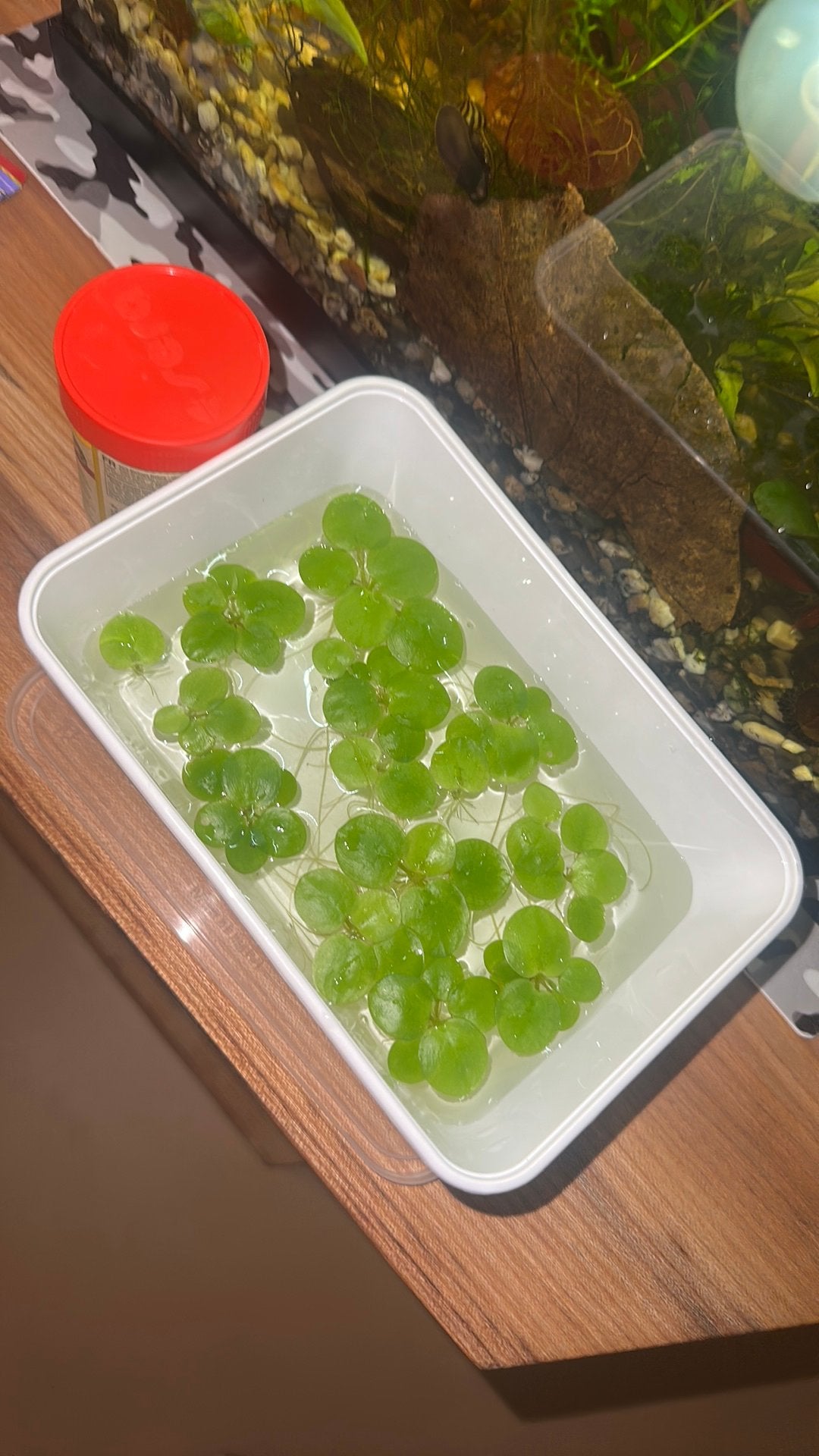 Bakje drijfplantjes voor aquarium, Ophalen