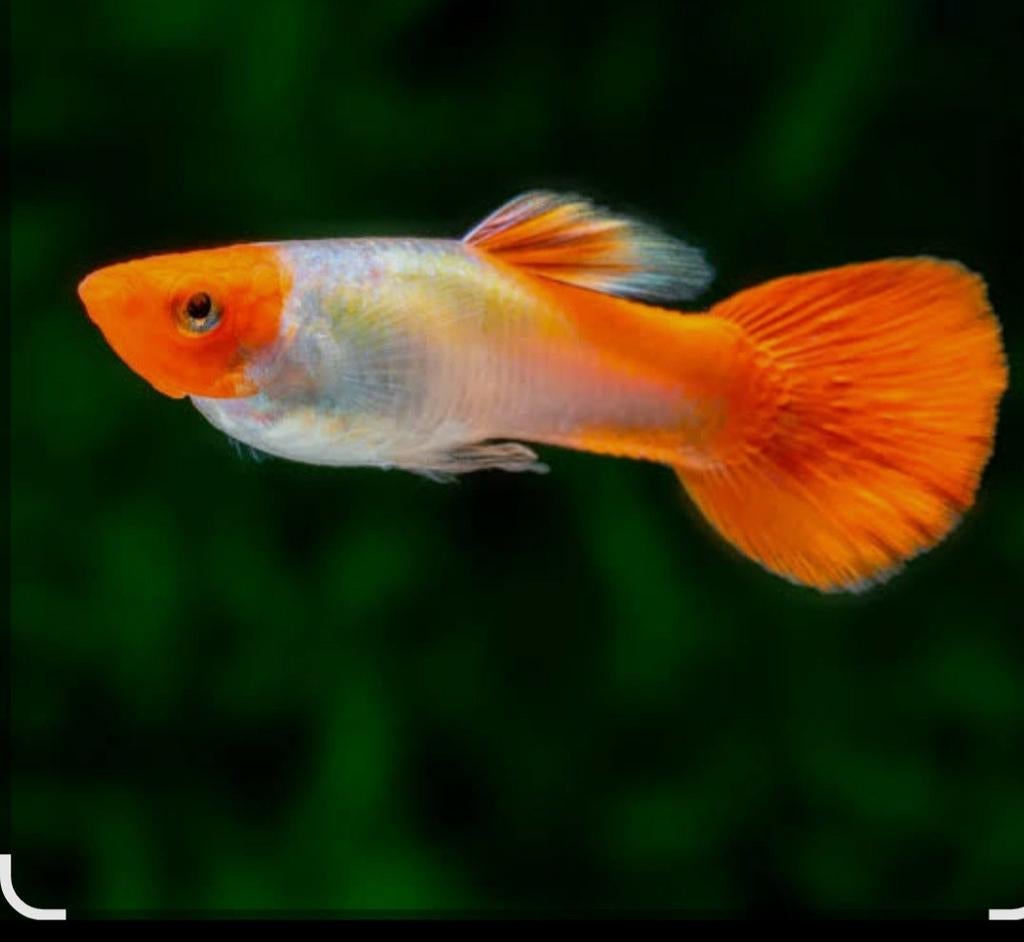 Groepje Koi guppy, Dieren en Toebehoren, Vis