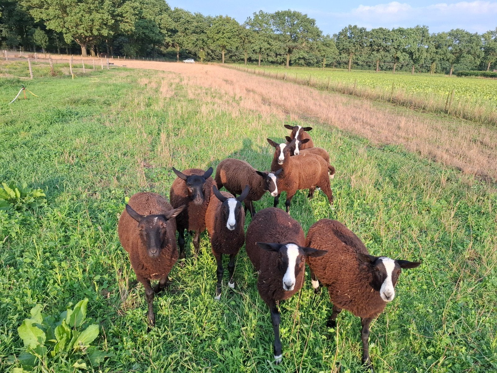 Lammeren, Meerdere dieren, Schaap