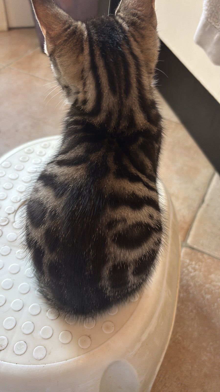 Bengaal katertje en echt een schoot katje  mag verhuizen, Kater, Kortharig, 0 tot 2 jaar