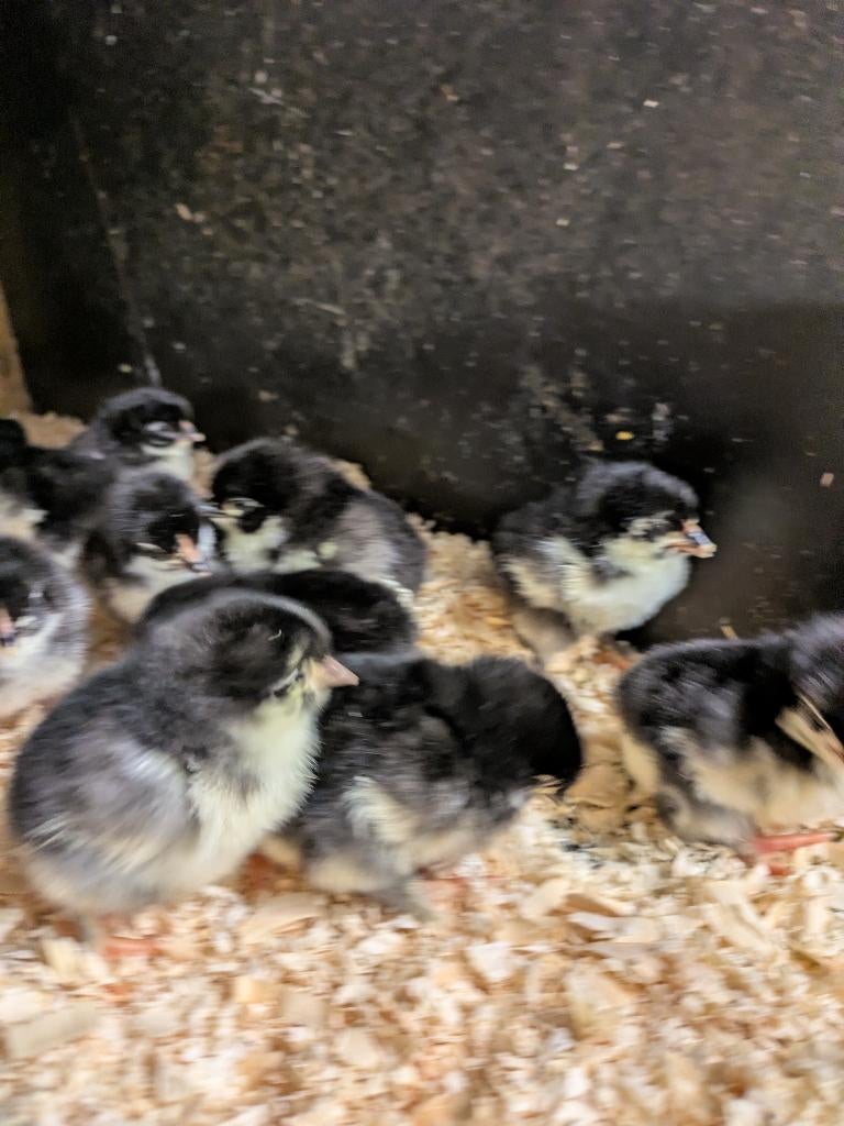 Ongevaccineerde kuikens brahma en marans, Dieren en Toebehoren, Geslacht onbekend, Kip