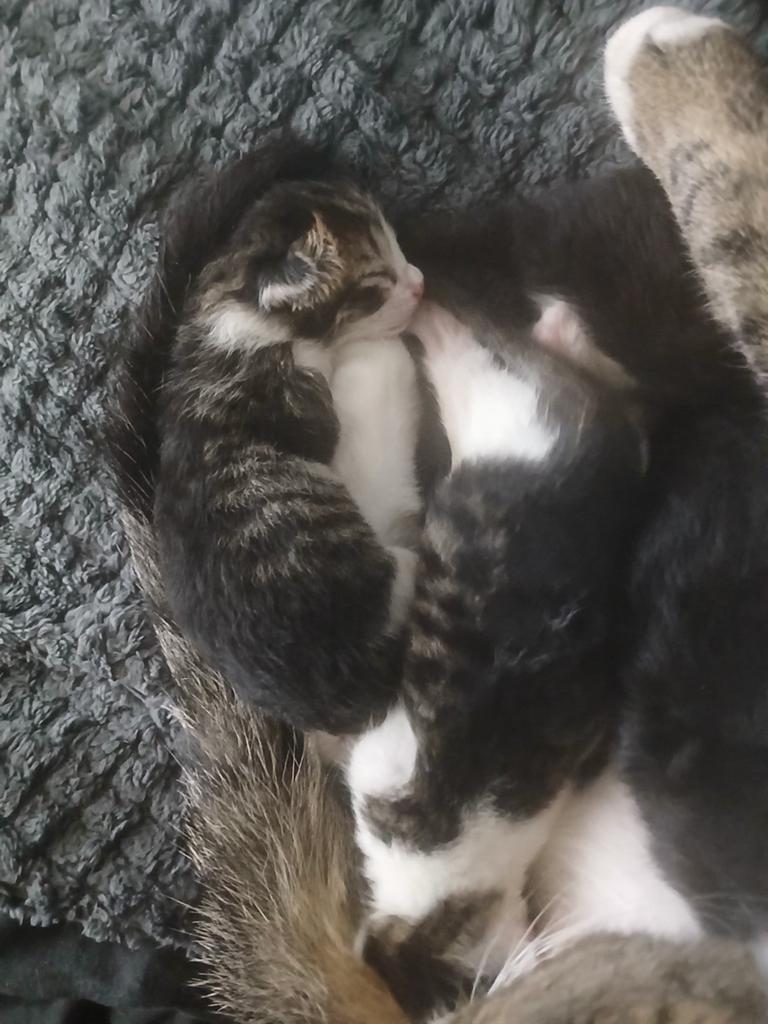 Kittens 4 stuks te koop, Dieren en Toebehoren, Katten en Kittens | Overige Katten, Poes