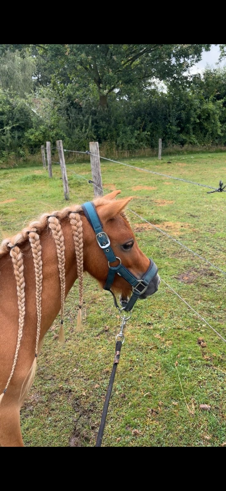 🐴nieuwe advertentie🐴 Lieve shetlander, Dieren en Toebehoren, Gechipt, Ruin, Zadelmak, A pony (tot 1.17m)