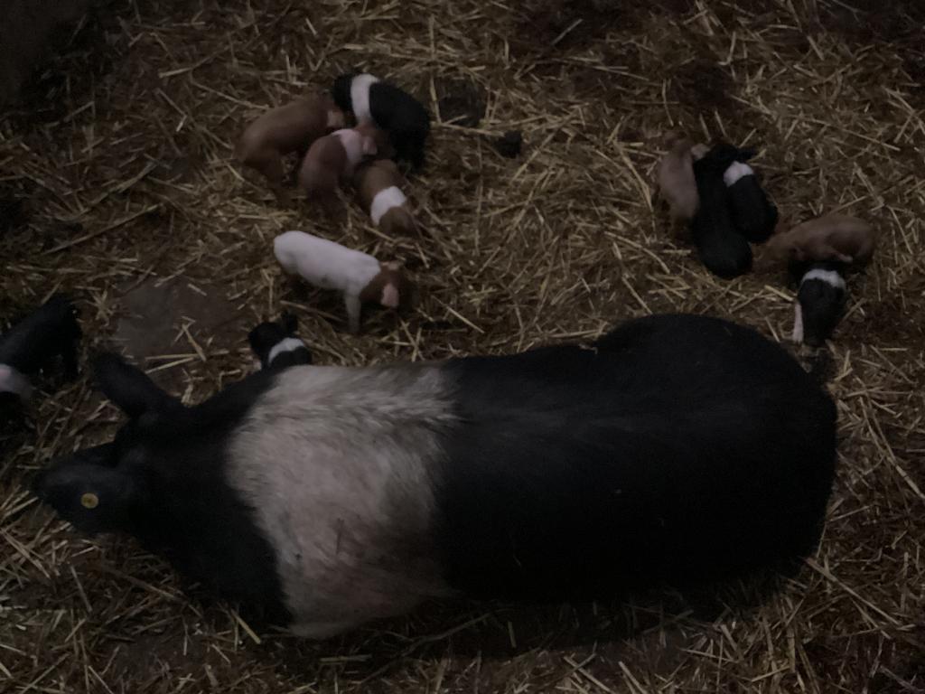 husumer biggen 20 mei geboren, mogen vanaf 1 juli weg €100,-, Dieren en Toebehoren, Schapen, Geiten en Varkens, Meerdere dieren