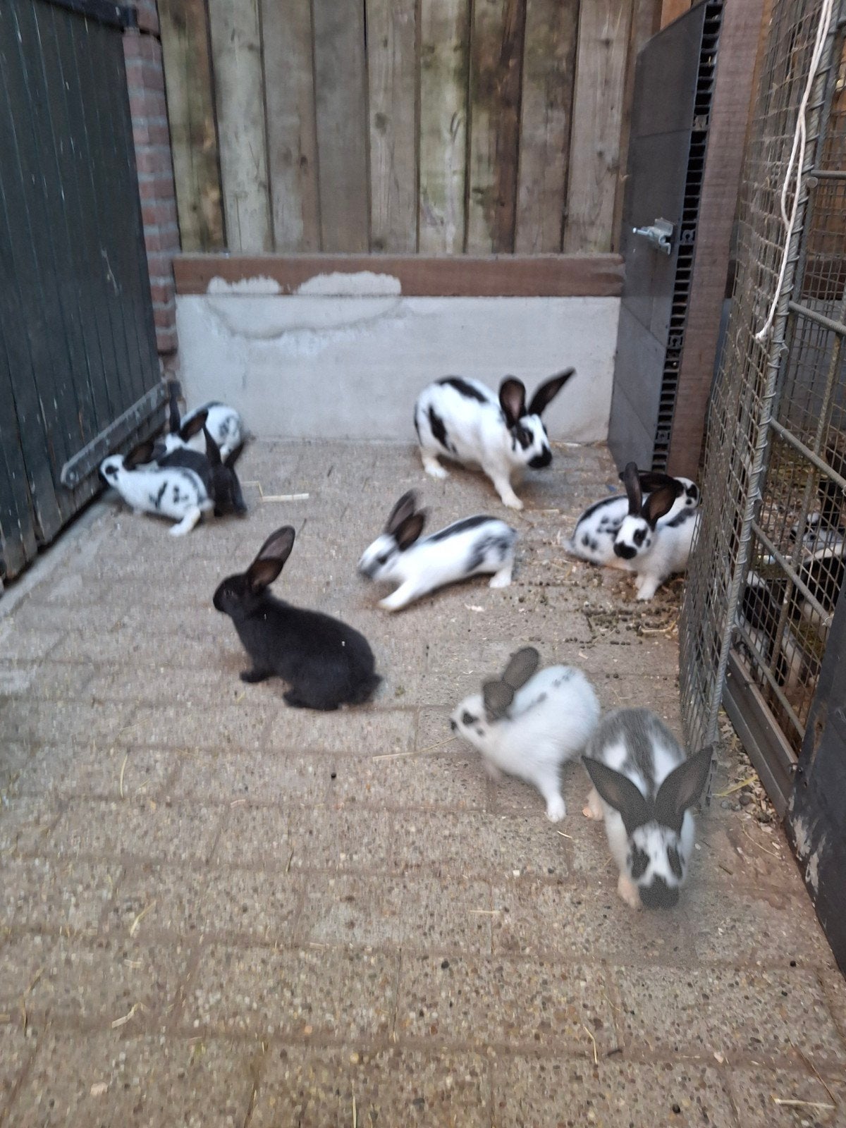Te koop: jonge Lotharinger konijnen, Meerdere dieren, 0 tot 2 jaar