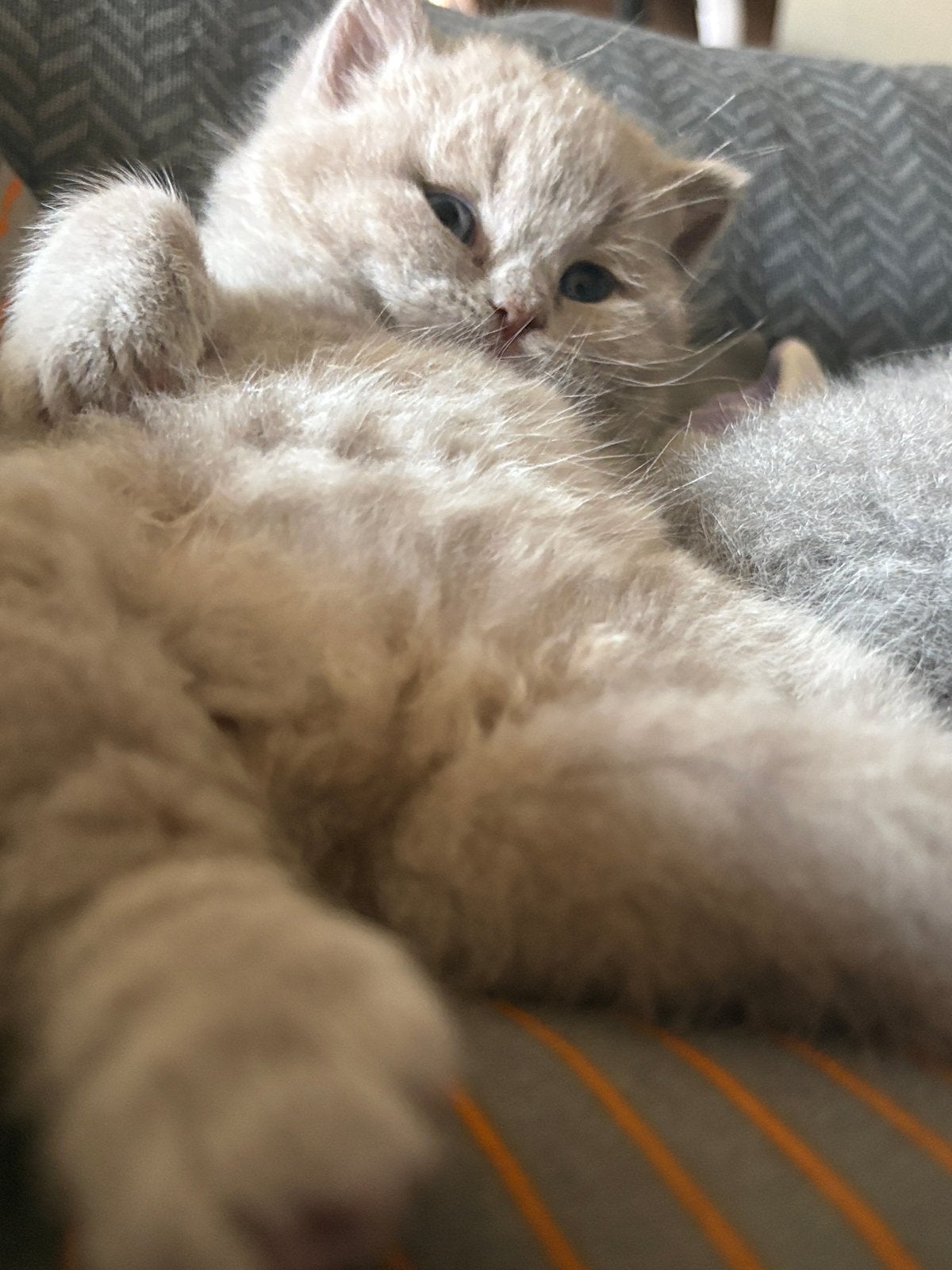 Prachtige Britse Korthaar kitten (kater) beschikbaar, Dieren en Toebehoren, Kater, Ingeënt, 0 tot 2 jaar