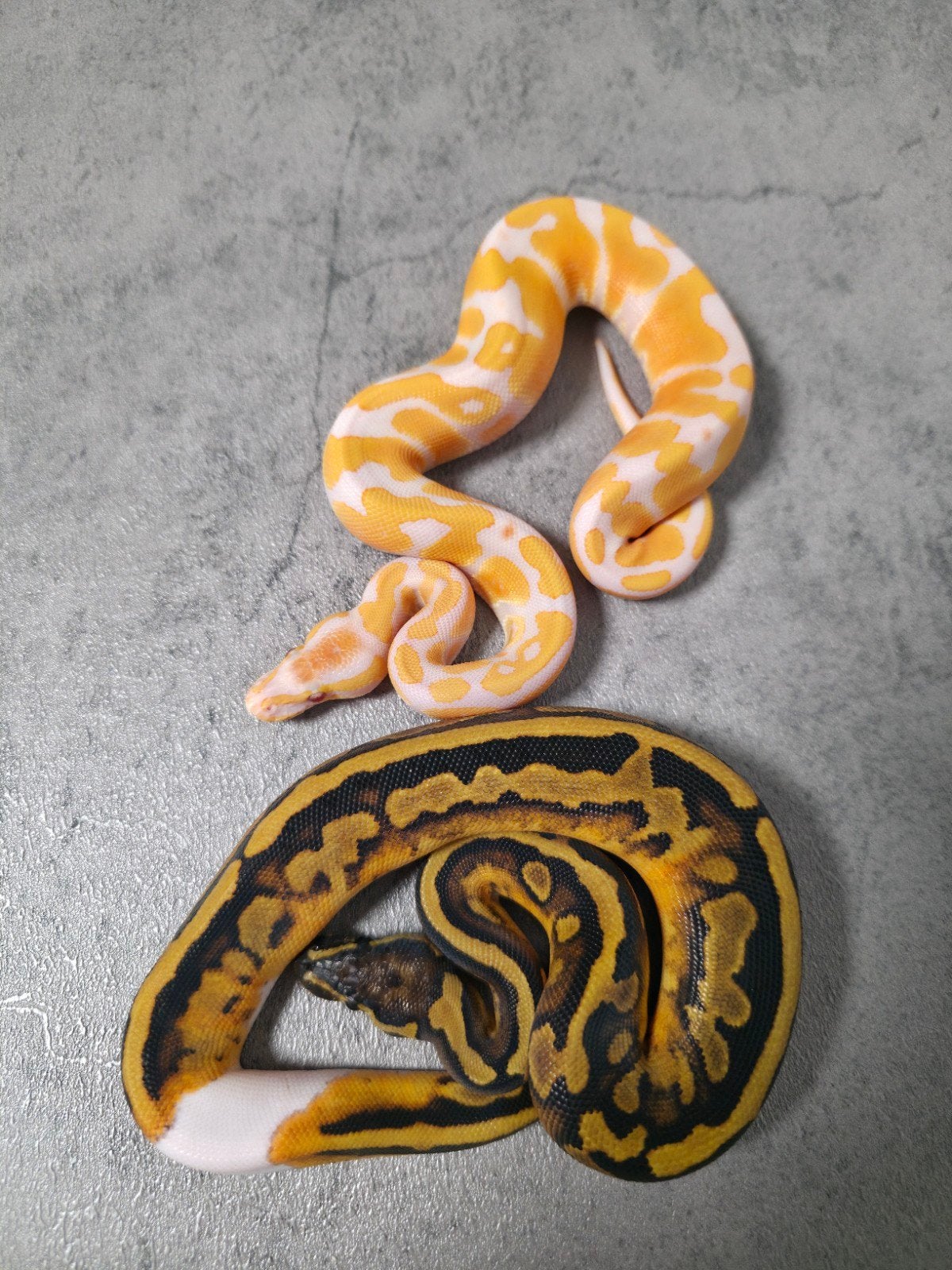 1.1. koppeltje dreamsicles Python Regius /koningspython, Dieren en Toebehoren, Slang, 0 tot 2 jaar
