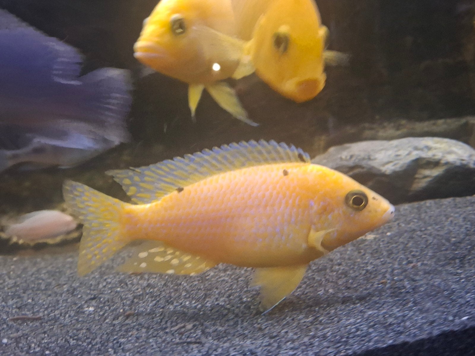 Malawi cichliden firefish, Ophalen