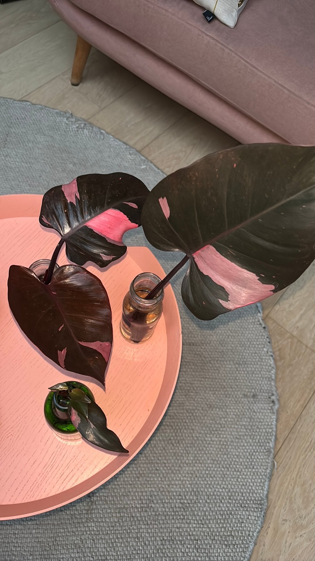 Prachtige nieuwe stekken philodendron pink princess, sterk!!, Ophalen, Overige soorten, Halfschaduw, Minder dan 100 cm