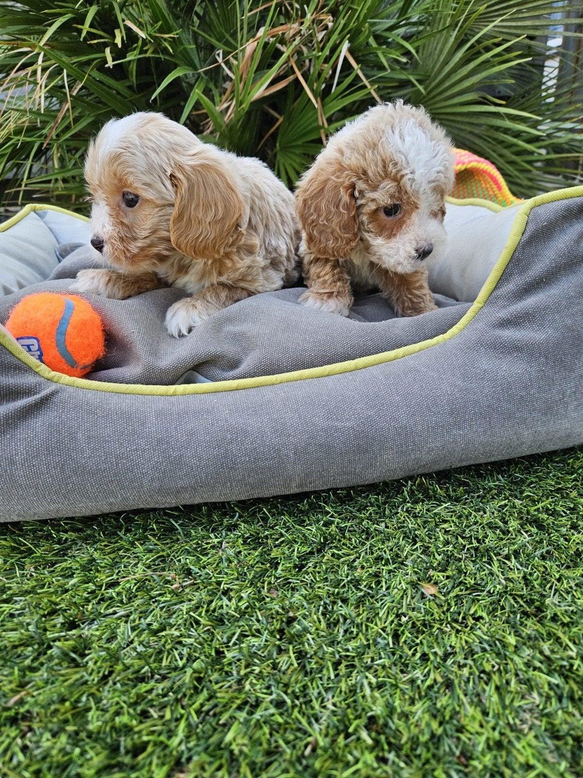 Maltipoo pups, Dieren en Toebehoren, Honden | Chihuahua's en Gezelschapshonden, Overige rassen, 8 tot 15 weken, Meerdere, Meerdere dieren