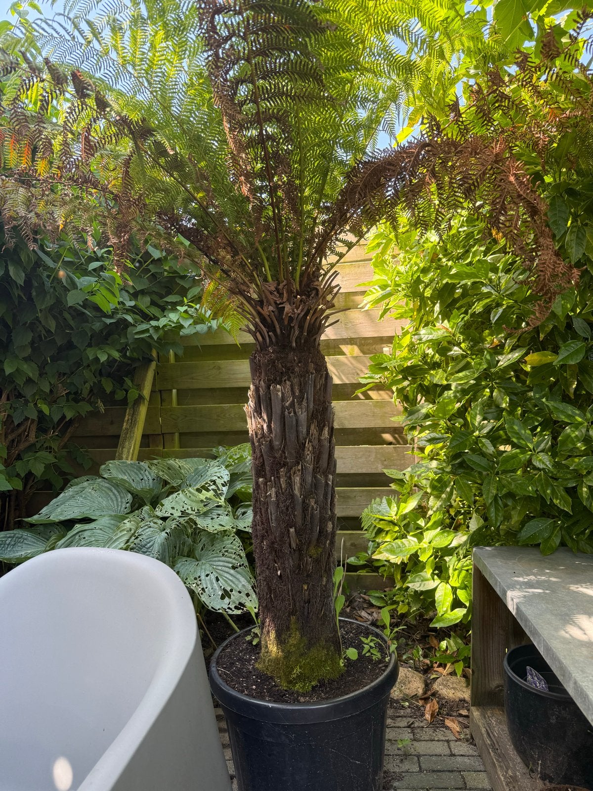 Dicksonia Antartica Boomvaren, Tuin en Terras, Planten | Tuinplanten, Ophalen, Vaste plant, Varens, Bloeit niet