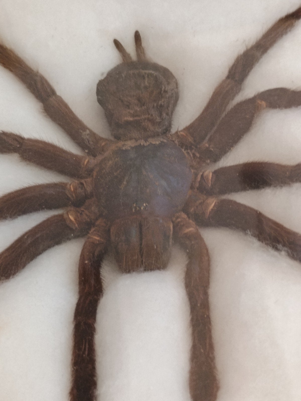 vogelspin in lijstje, Ophalen of Verzenden, Zo goed als nieuw, Insect, Opgezet dier