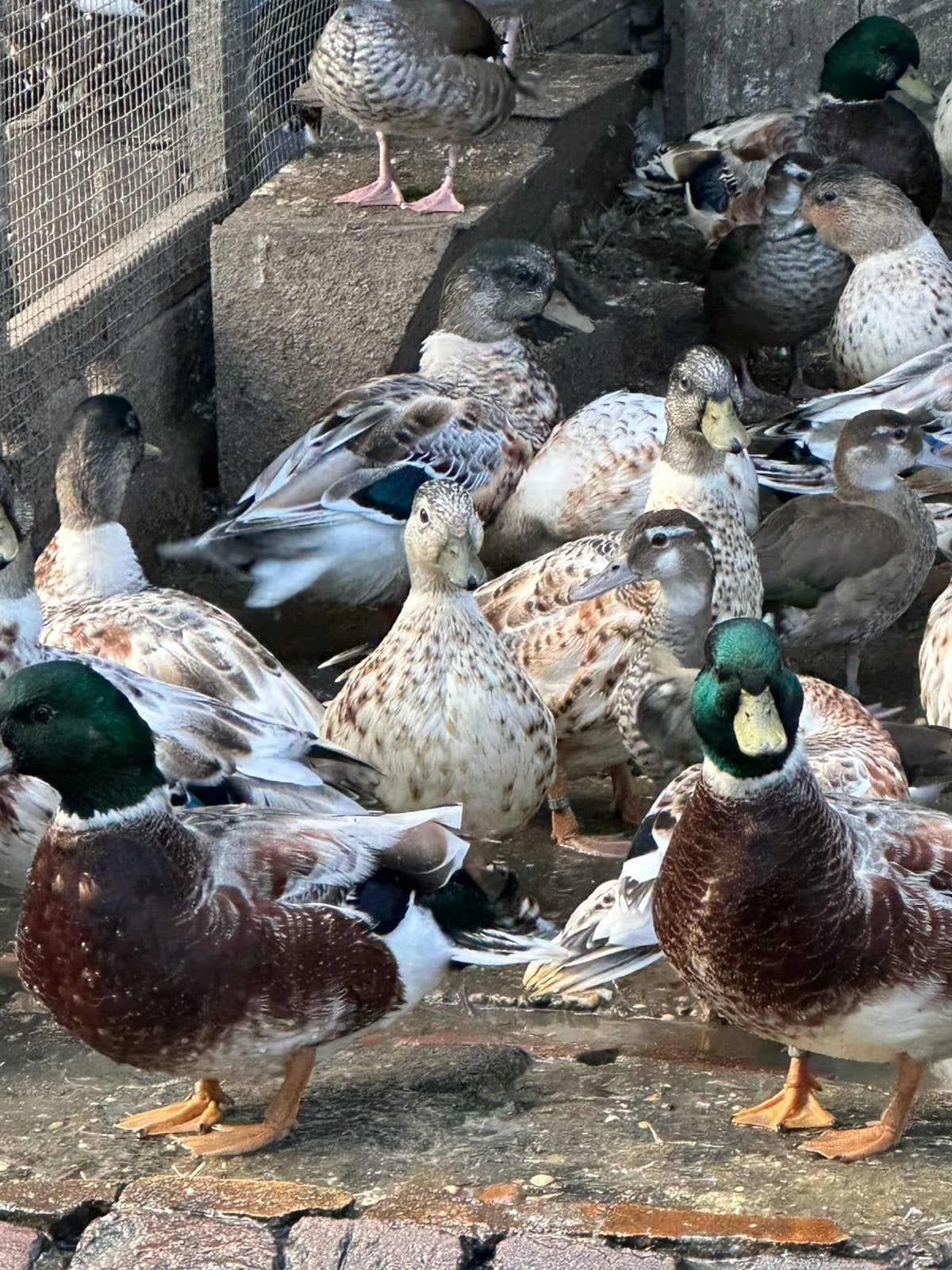 Kwakers en Roodschouder taling, Dieren en Toebehoren, Meerdere dieren, Eend