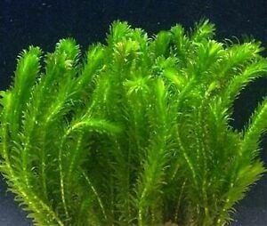 zuurstofplanten voor de vijver, Tuin en Terras, Vijvers, Ophalen