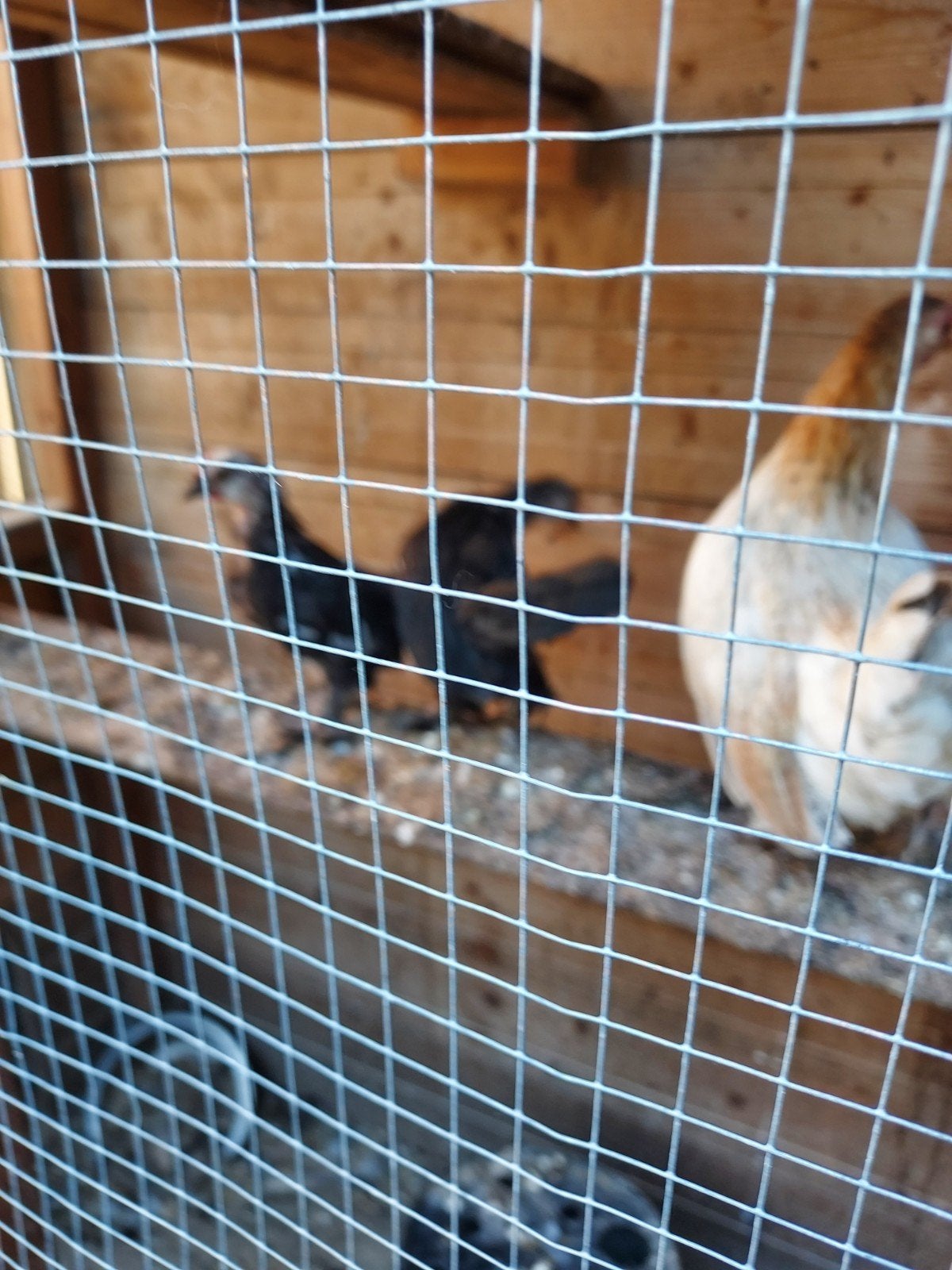 kriel kuikens te koop. Zeer tam ras. Moeder is baardkriel., Meerdere dieren, Kip
