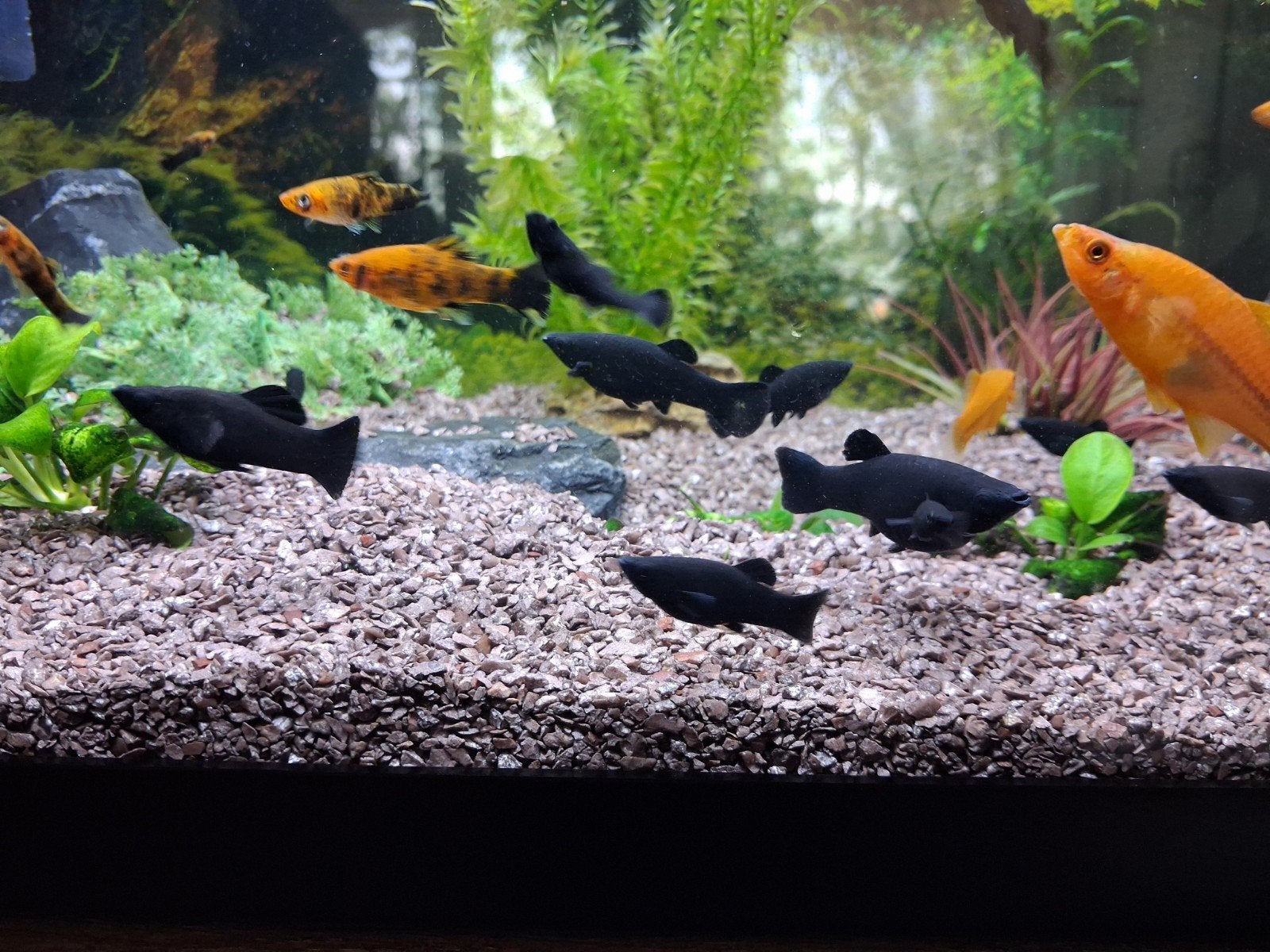 black molly s, Vis