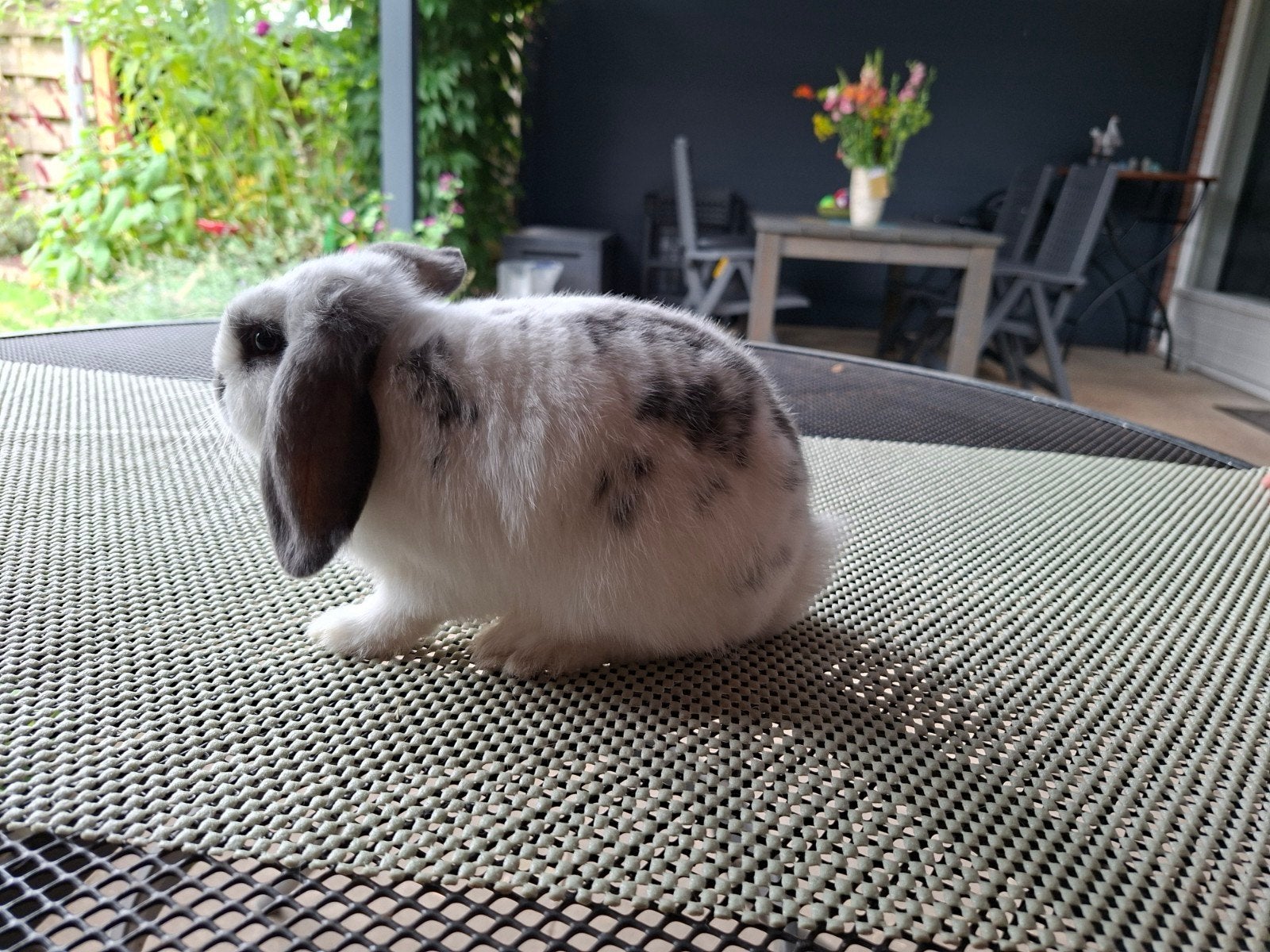 Nederlandse dwerghangoor, Dieren en Toebehoren, Konijnen, Mannelijk, Dwerg