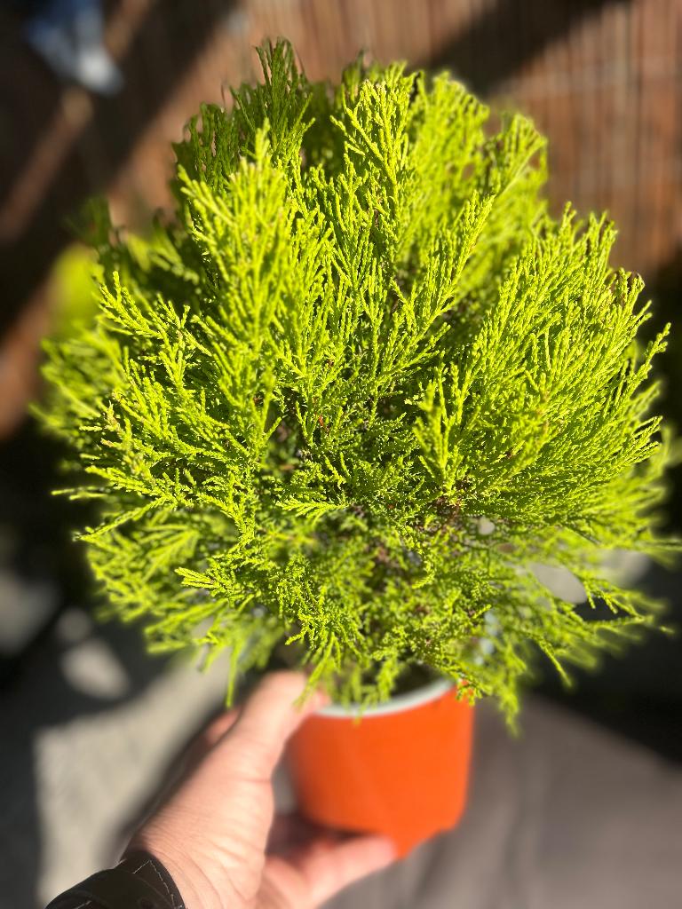 Cupressus macrocarpa, Overige soorten, Volle zon, Vaste plant, Ophalen of Verzenden