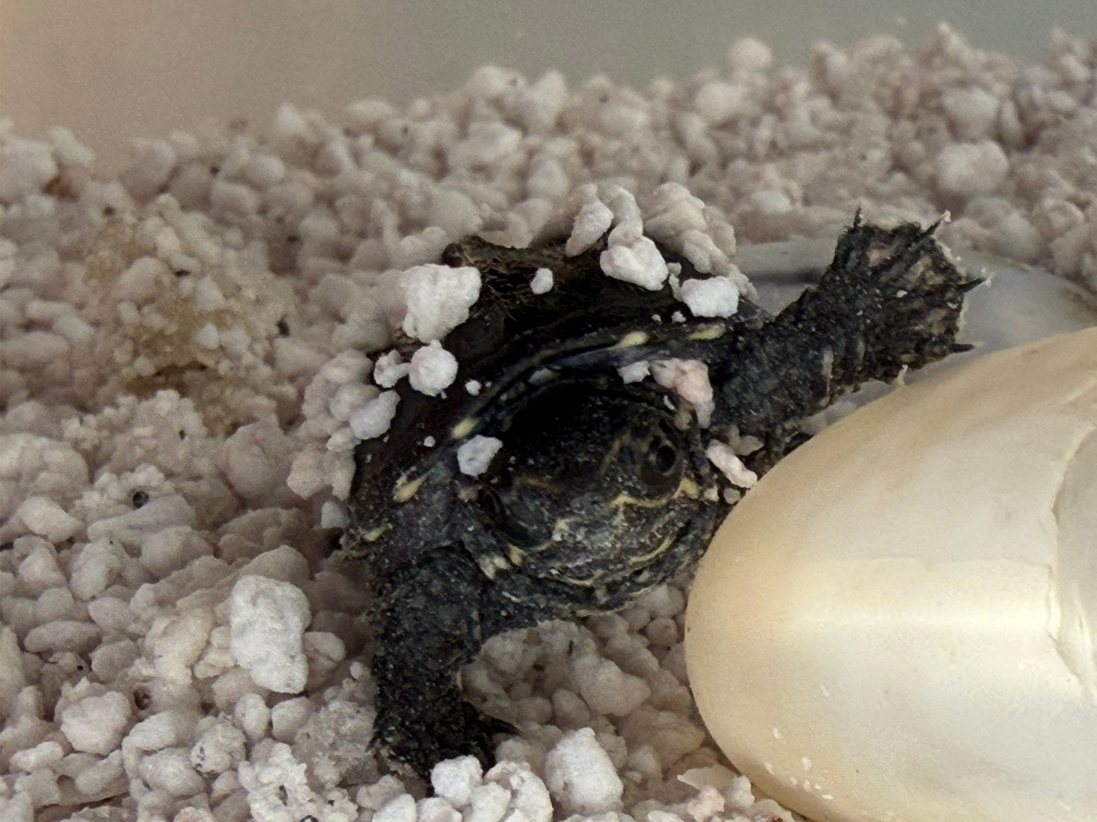 PASGEBOREN Muskusschildpad / STERNOTHERUS ODORATUS Baby’s, Schildpad, 0 tot 2 jaar