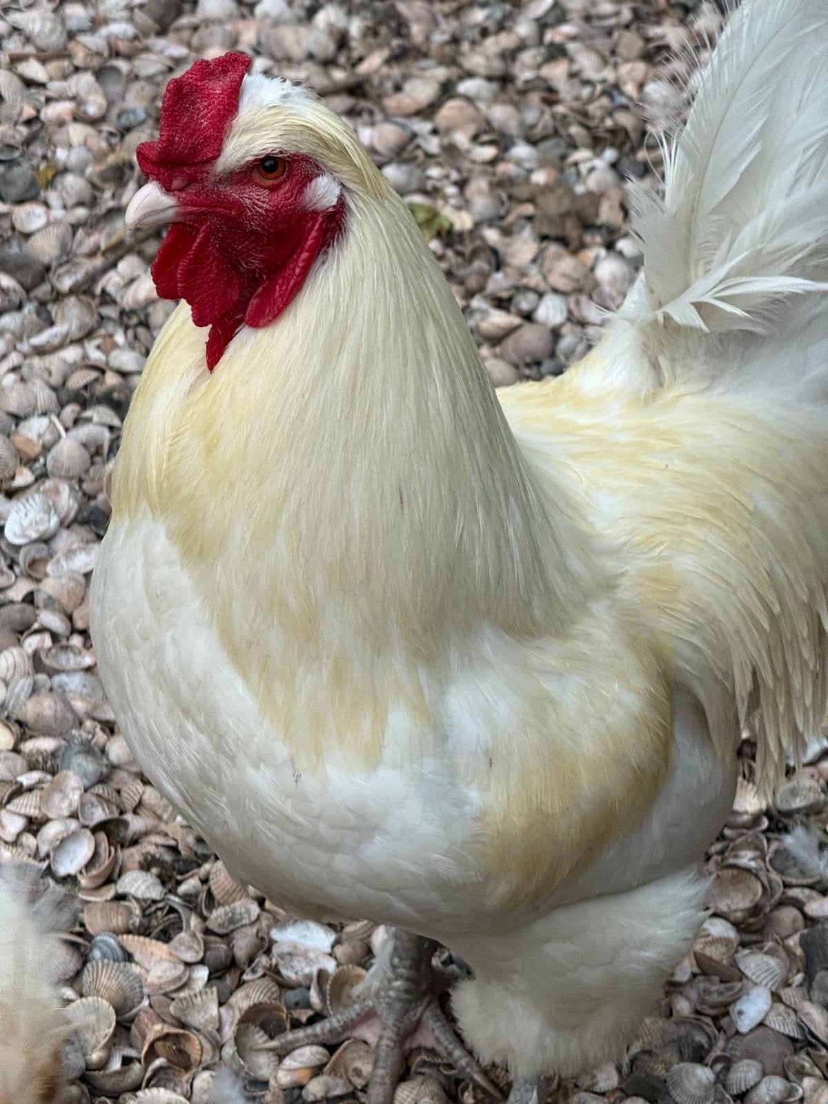 Prachtige haan. Ca 1 jaar oud., Dieren en Toebehoren, Pluimvee, Mannelijk, Kip