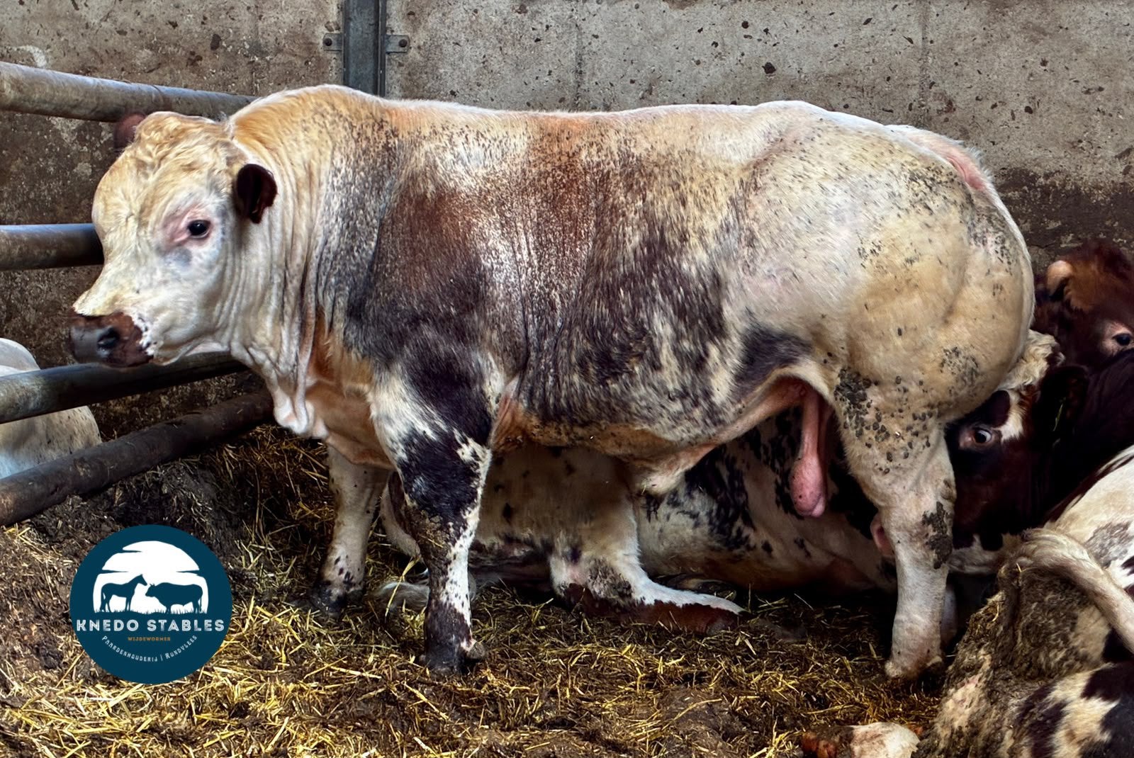 Dikbilstieren, Dieren en Toebehoren, Meerdere dieren