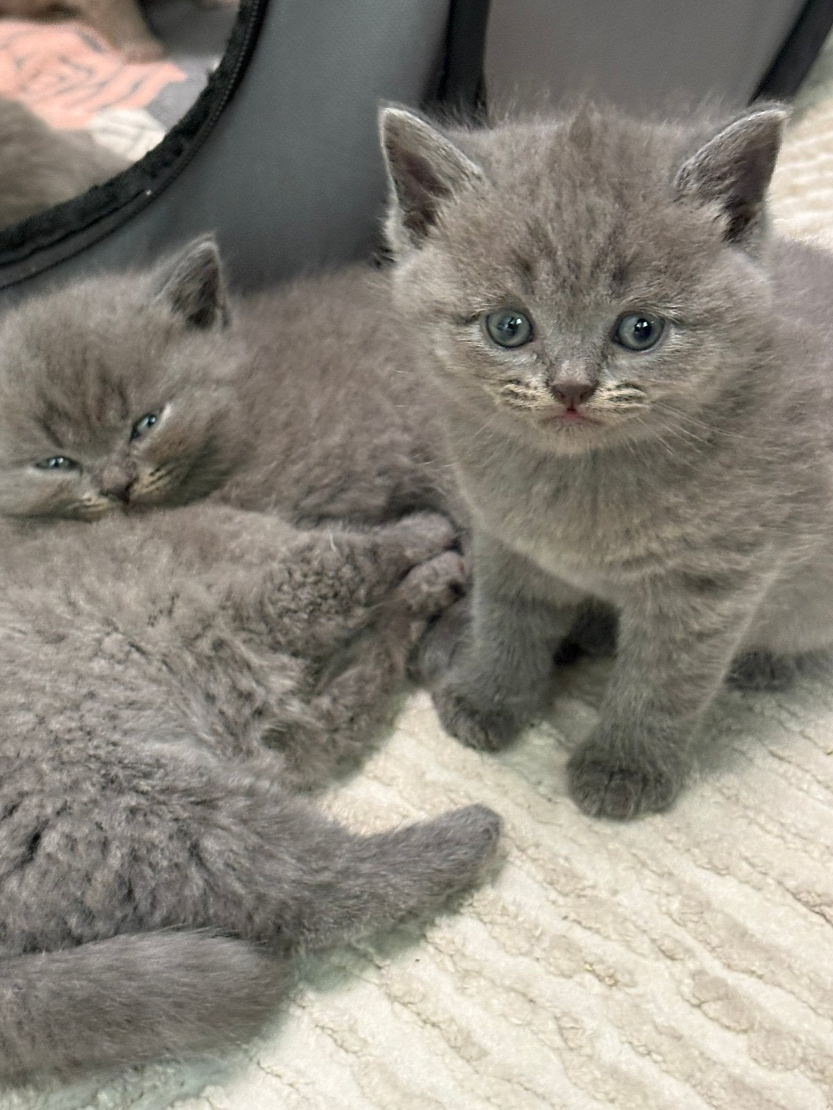 Brits shorthair kittens laatste kater, Meerdere dieren, Ontwormd