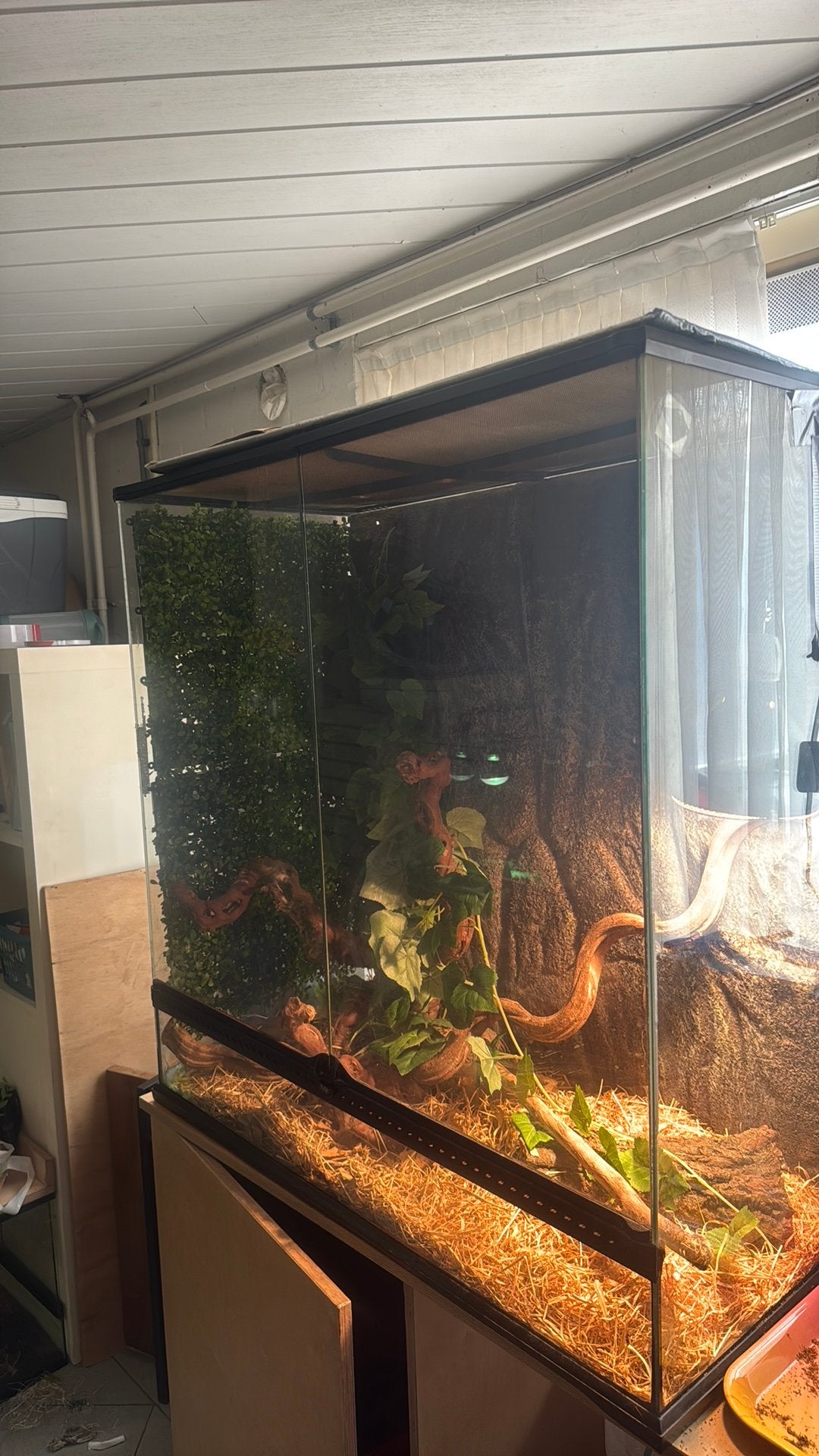 Een korenslang 3 jaar oud met terrarium Corn Snake photo 13