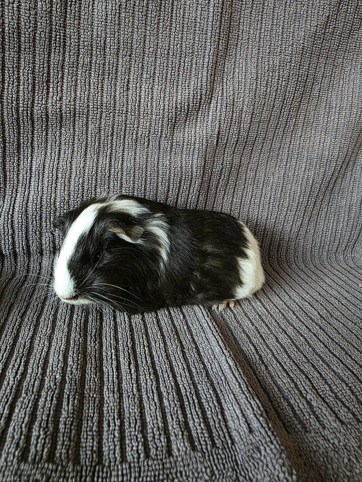 cavia beertje sep 2026, Cavia, Mannelijk, Tam, September