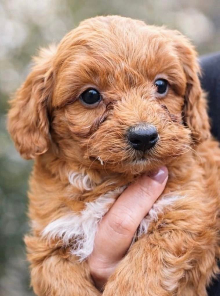 Knappe Maltipoo Pups, 15 weken tot 1 jaar, CDV (hondenziekte), Meerdere, Nederland