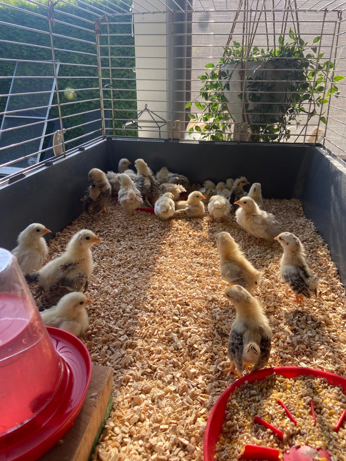 Ayam Serama kuikens !!haantjes kunnen terug!!, Dieren en Toebehoren, Pluimvee, Meerdere dieren, Kip
