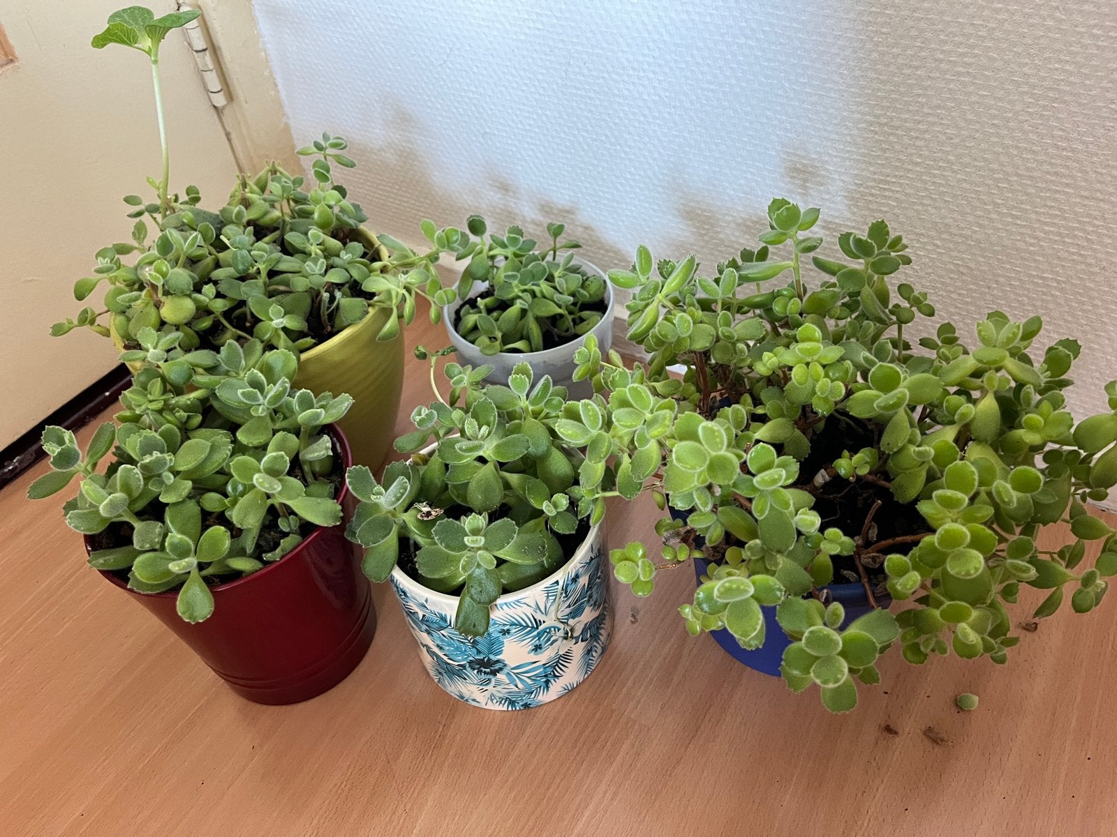 Eendenpootjes, Huis en Inrichting, Vetplant, In pot, Minder dan 100 cm, Groene kamerplant