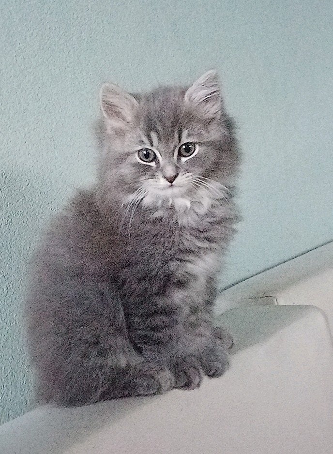 Prachtige ragcoon kitten, Poes