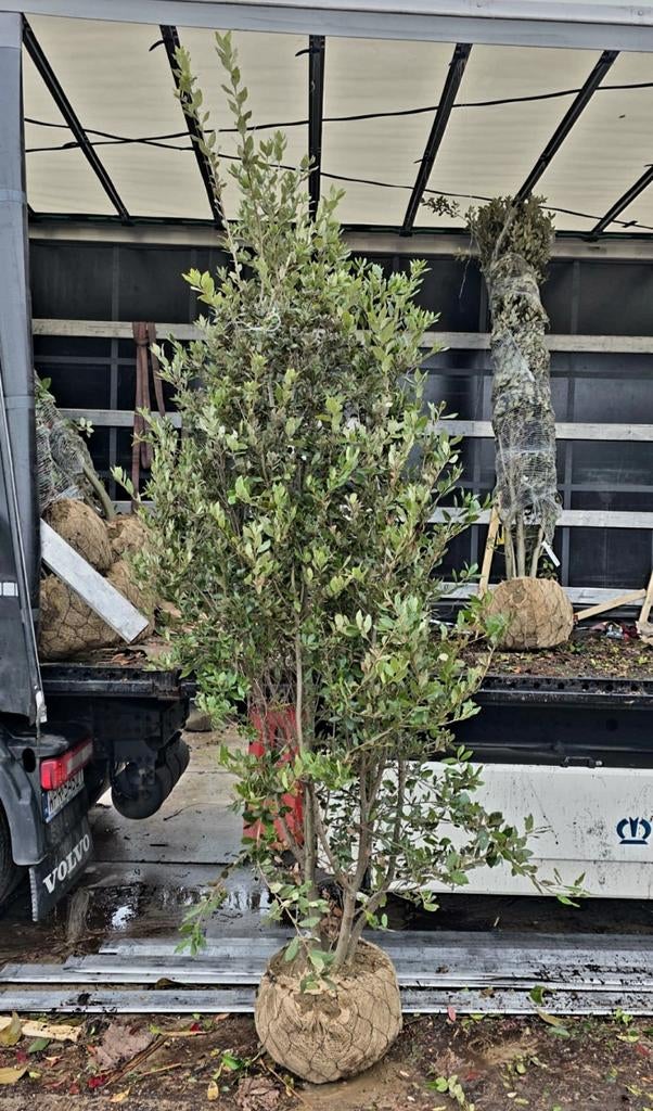 Quercus Ilex ❗️🍀 meerstam steeneik🍀❗️ 250-300, Ophalen, Halfschaduw, Overige soorten