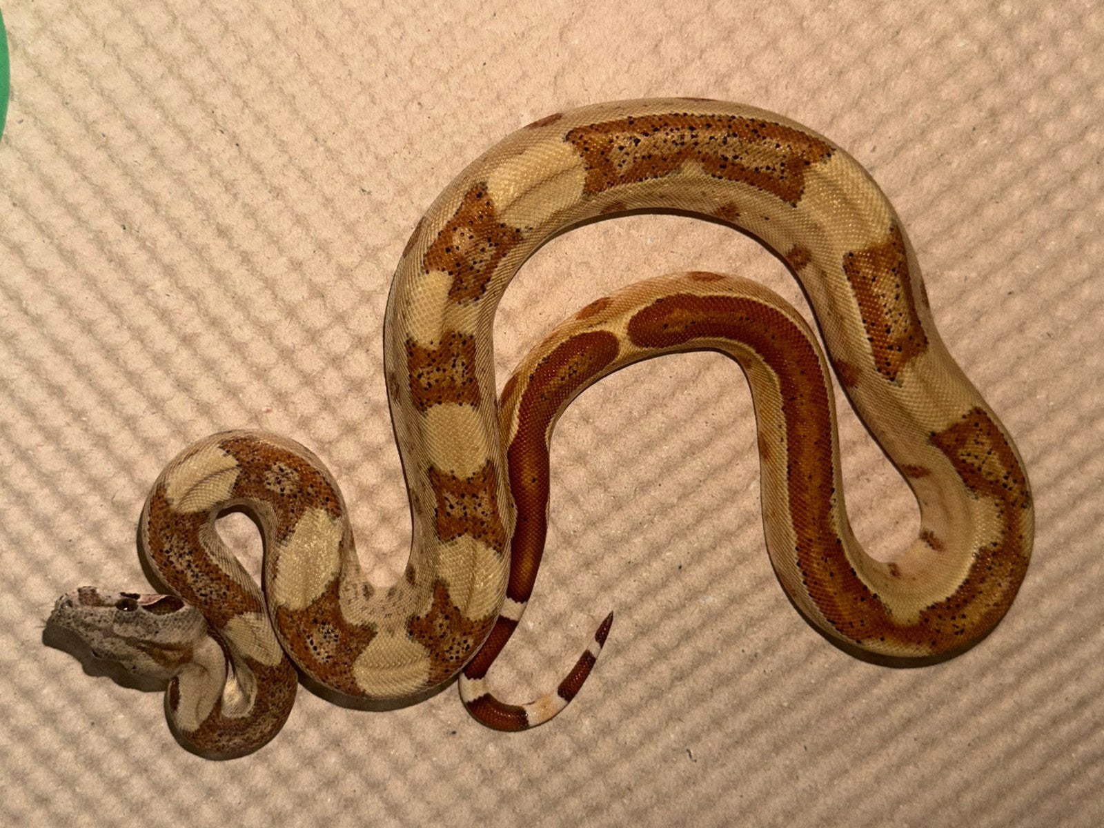Hypo het albino poss leopard, Dieren en Toebehoren, Slang, 0 tot 2 jaar