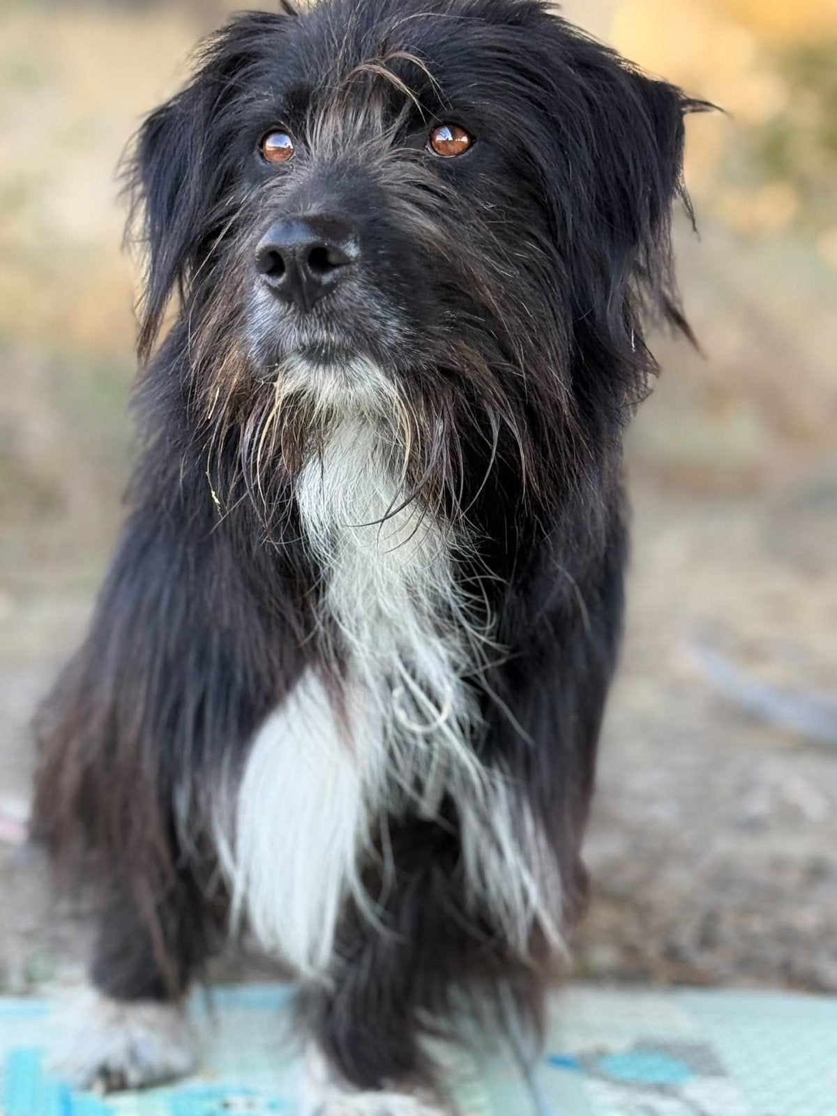 MUSTAFA ZOEKT EEN LIEFDEVOL THUIS, Dieren en Toebehoren, Particulier, Reu, Buitenland, Eén hond