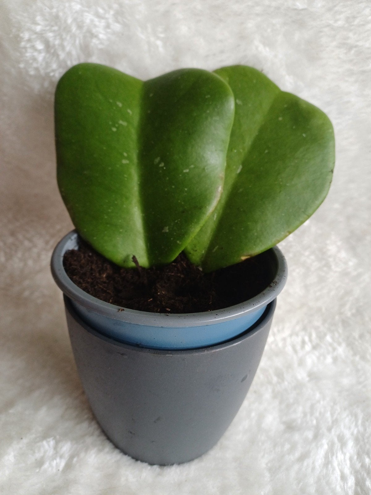 Hoya Kerrii / hartjesplant (P12) no. 1, Ophalen, Halfschaduw, Minder dan 100 cm