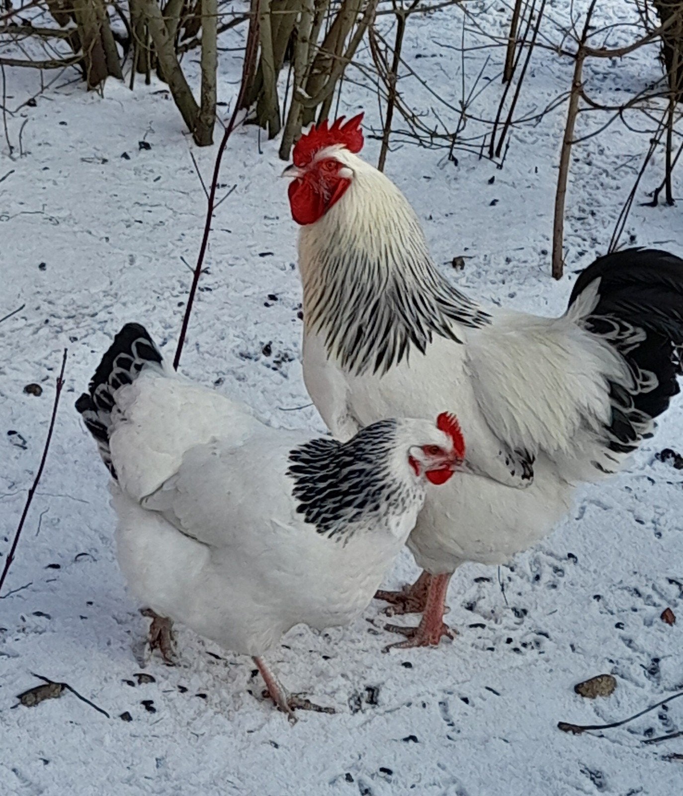 Broedeieren van raszuivere Sussex Columbia, Dieren en Toebehoren, Geslacht onbekend, Kip