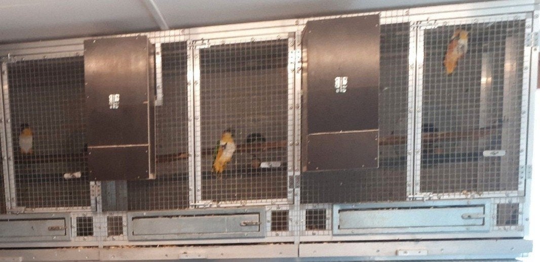 Kweek boxen, Dieren en Toebehoren, Vogels | Hokken en Kooien, Ophalen of Verzenden, Aluminium, Broedkooi of Kweekkooi