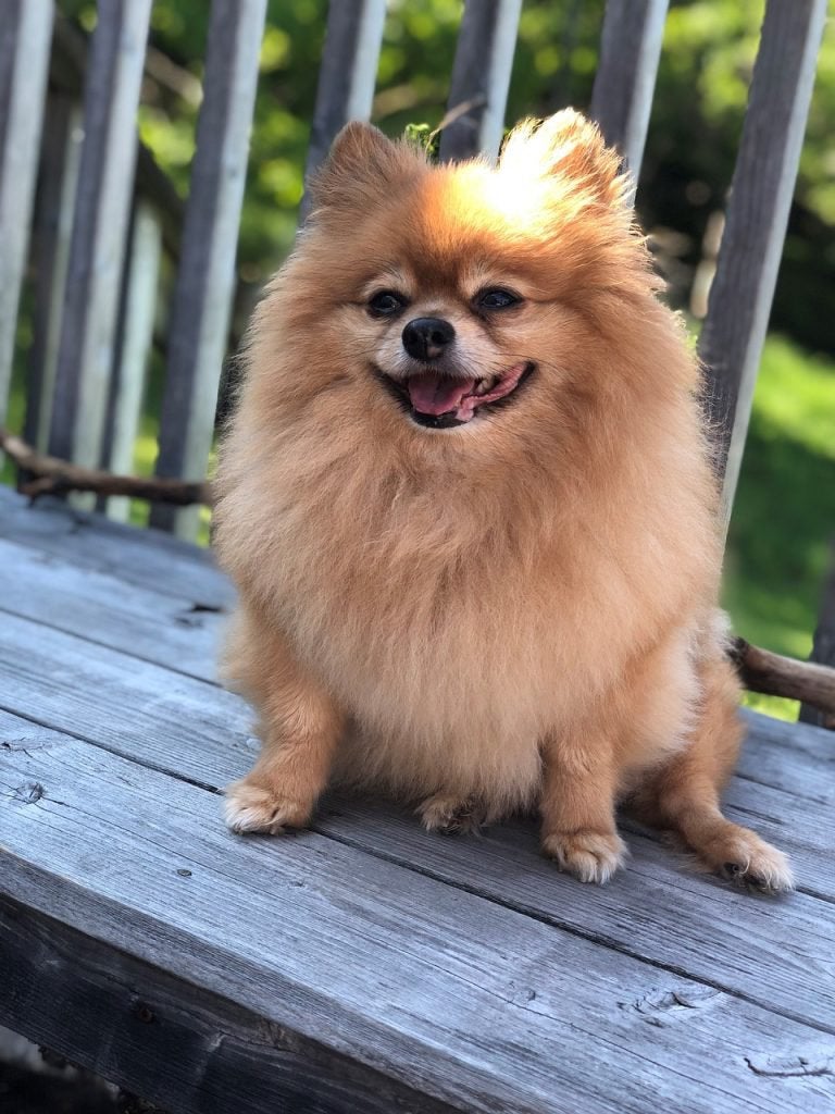 Gezocht puppy’s pomeraniaan/pomeriaan/dwergkees orange, Dieren en Toebehoren, Honden | Poolhonden, Keeshonden en Oertypen, Keeshond