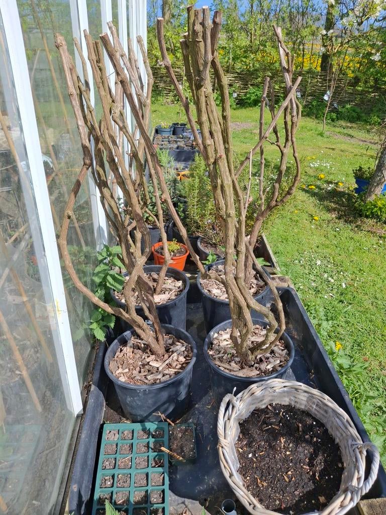 blauwe druif struiken/planten, Tuin en Terras, Ophalen, Overige soorten, Volle zon