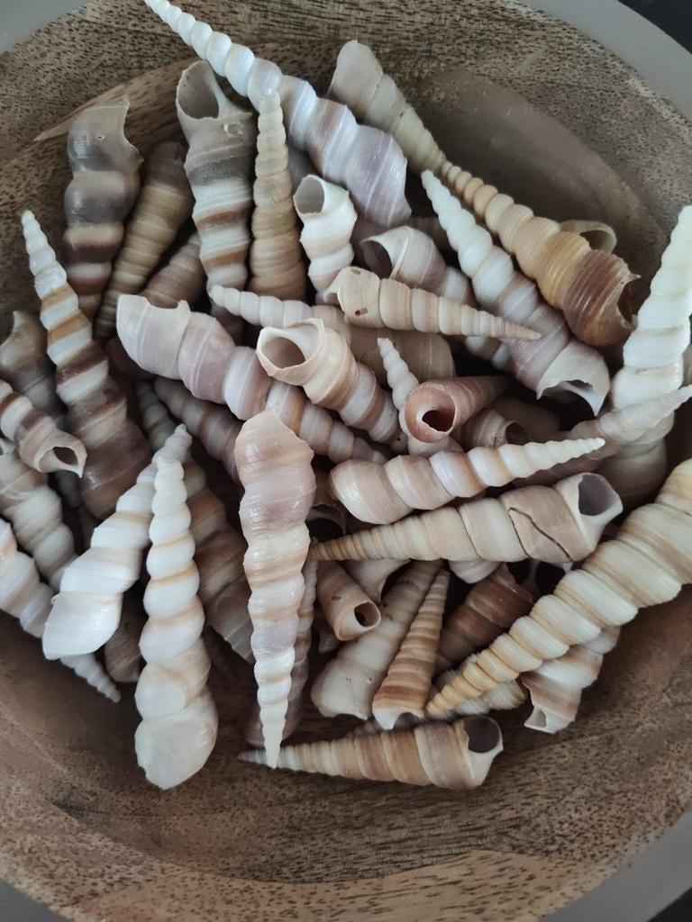 Mooie decoratieve schelpen voor diverse doeleinden, Ophalen of Verzenden, Zo goed als nieuw