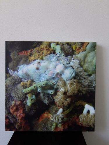 Canvas schilderij Stonefish 50x50 cm, 50 – 75, Gebruikt, Oorspronkelijke maker, Overige typen