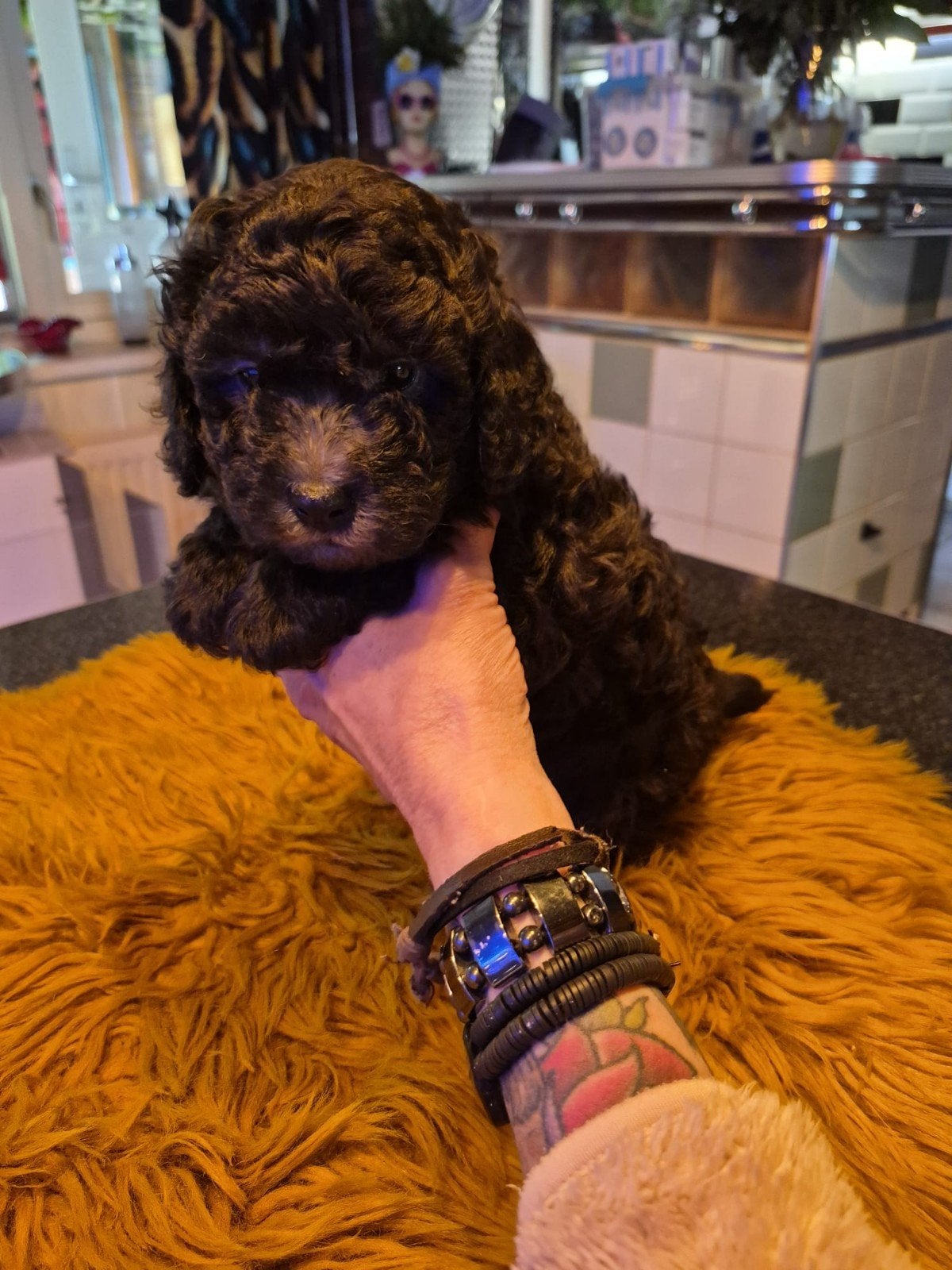 toypoedel pups, Poedel, Parvo, Reu, 8 tot 15 weken