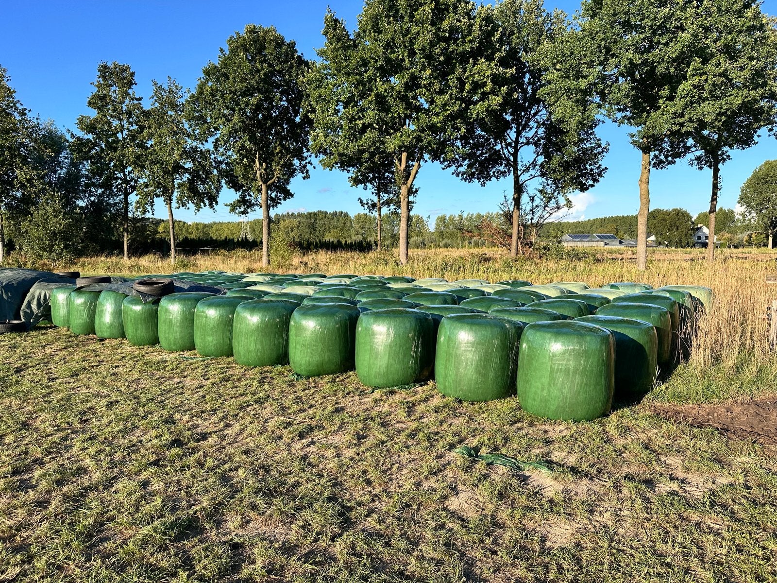 Midibalen mais - Gehakseld en geperst, Dieren en Toebehoren, Dierenvoeding, Ophalen, Vee