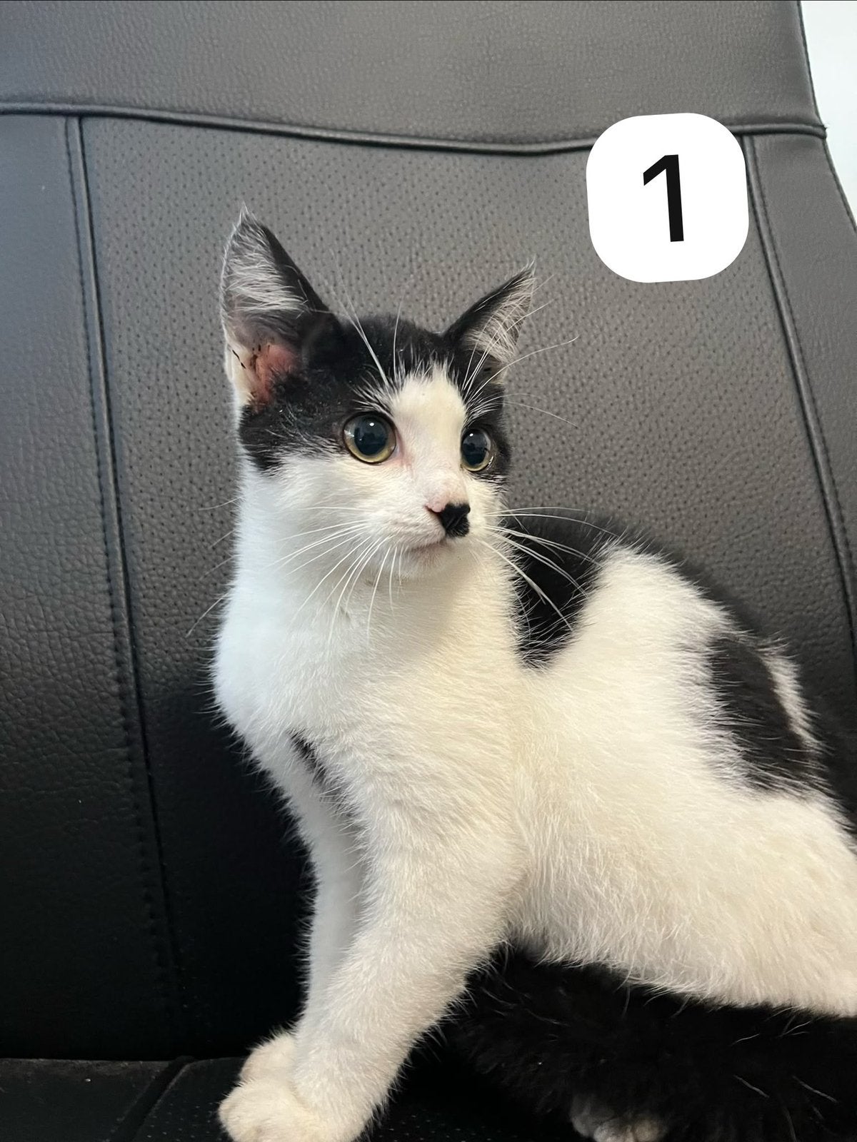 Schattige boerderij kittens, Dieren en Toebehoren, Meerdere dieren, Kortharig, 0 tot 2 jaar