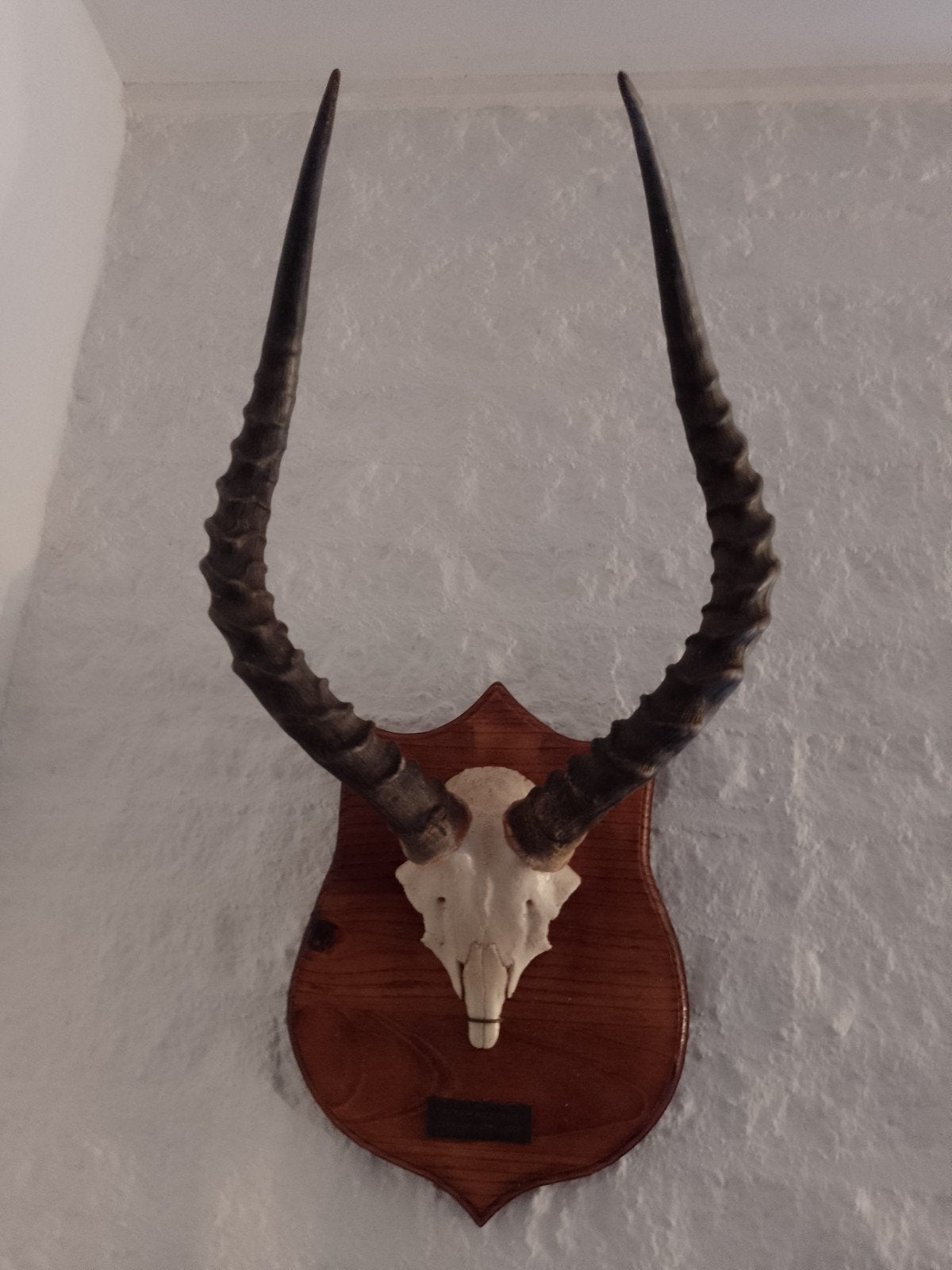 hoorns schedel Impala Zuid Afrika bok 60*32, Ophalen of Verzenden, Schedel